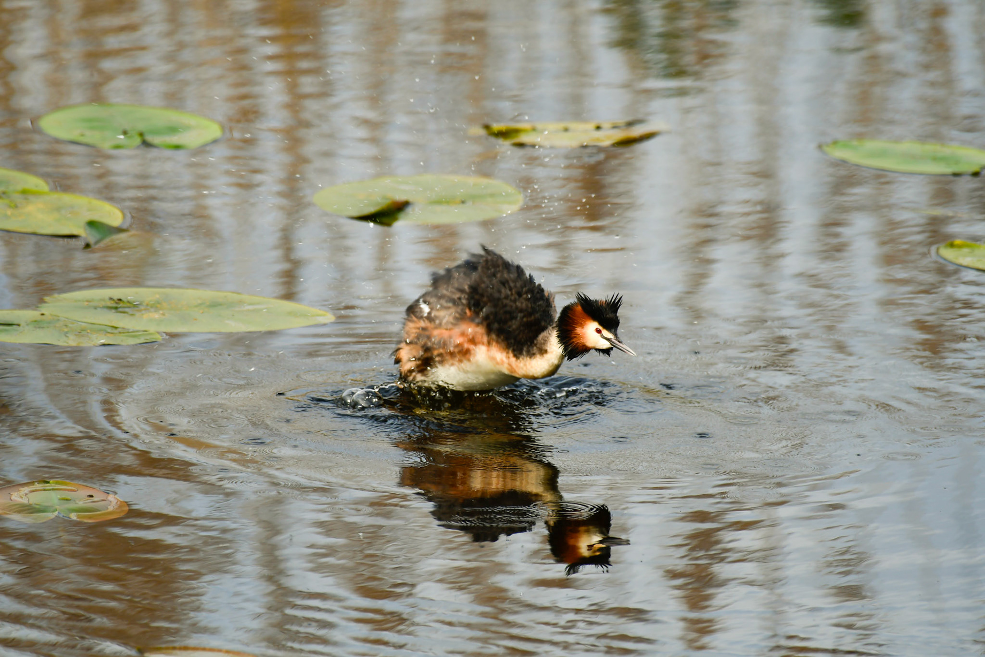 A Great crested grebe shaking water of its feathers after a dive, Sweden