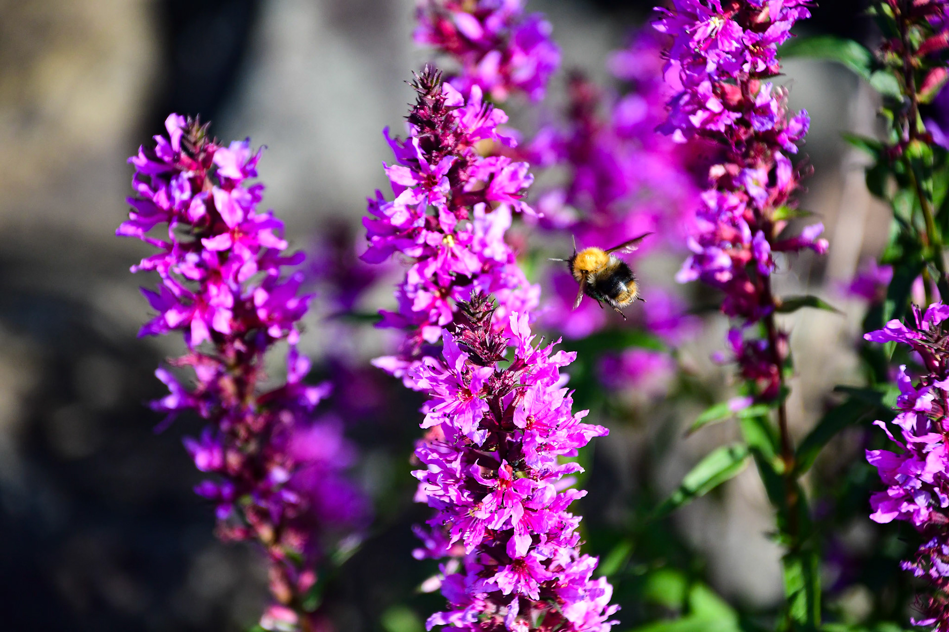 A bumblebee searching for nectar on a Purple loosestrife, Sweden