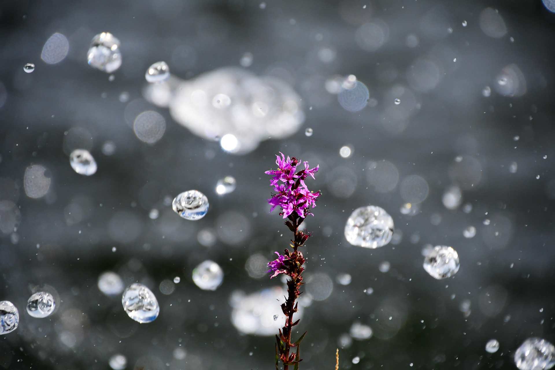 Purple loosestrife, Sweden