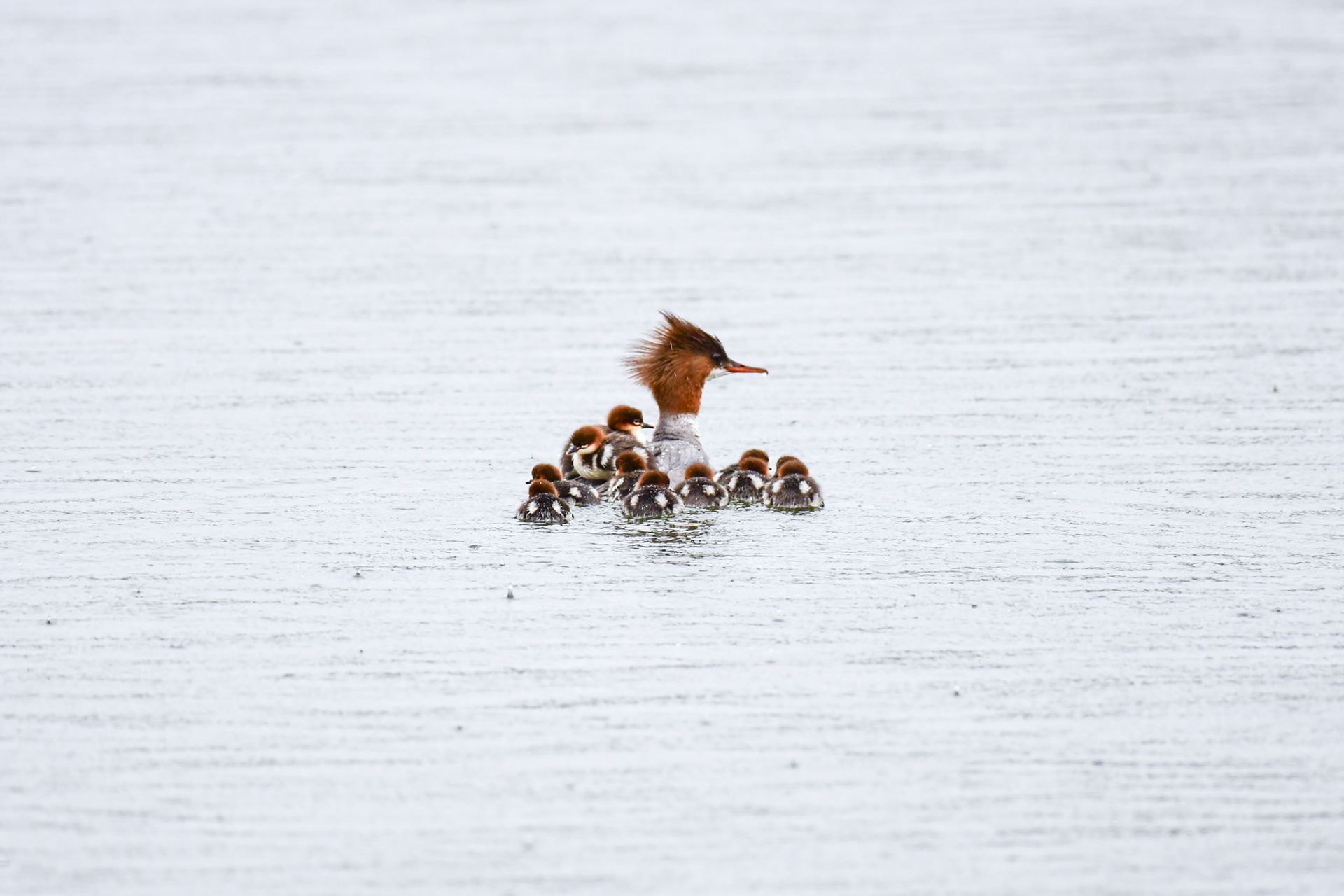 Goosander with newly hatched chicks, Sweden