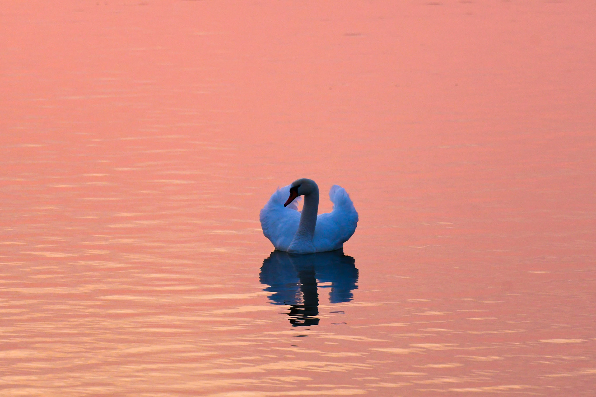 Mute swan, Germany