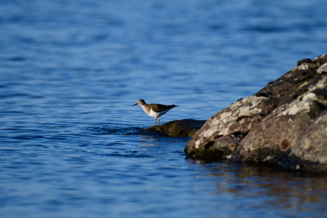 Common Sandpiper, Sweden