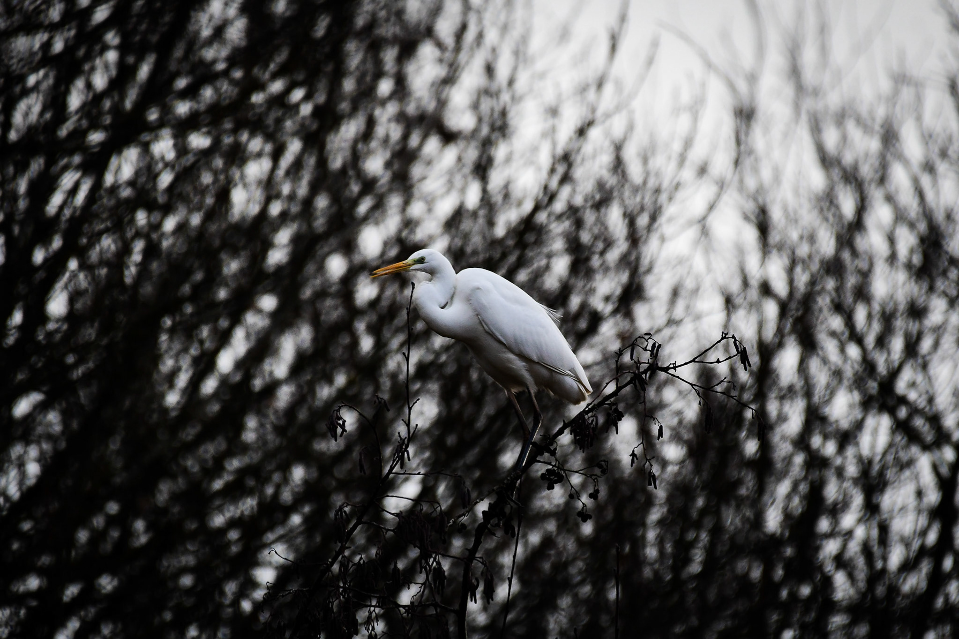 Great Egret, Germany