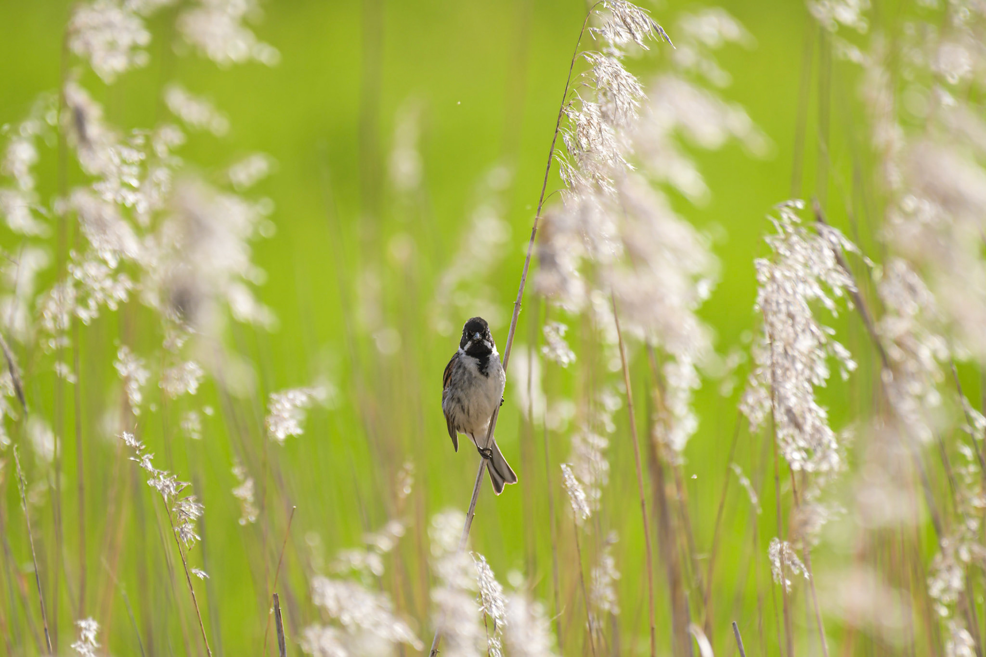 Reed bunting, Sweden