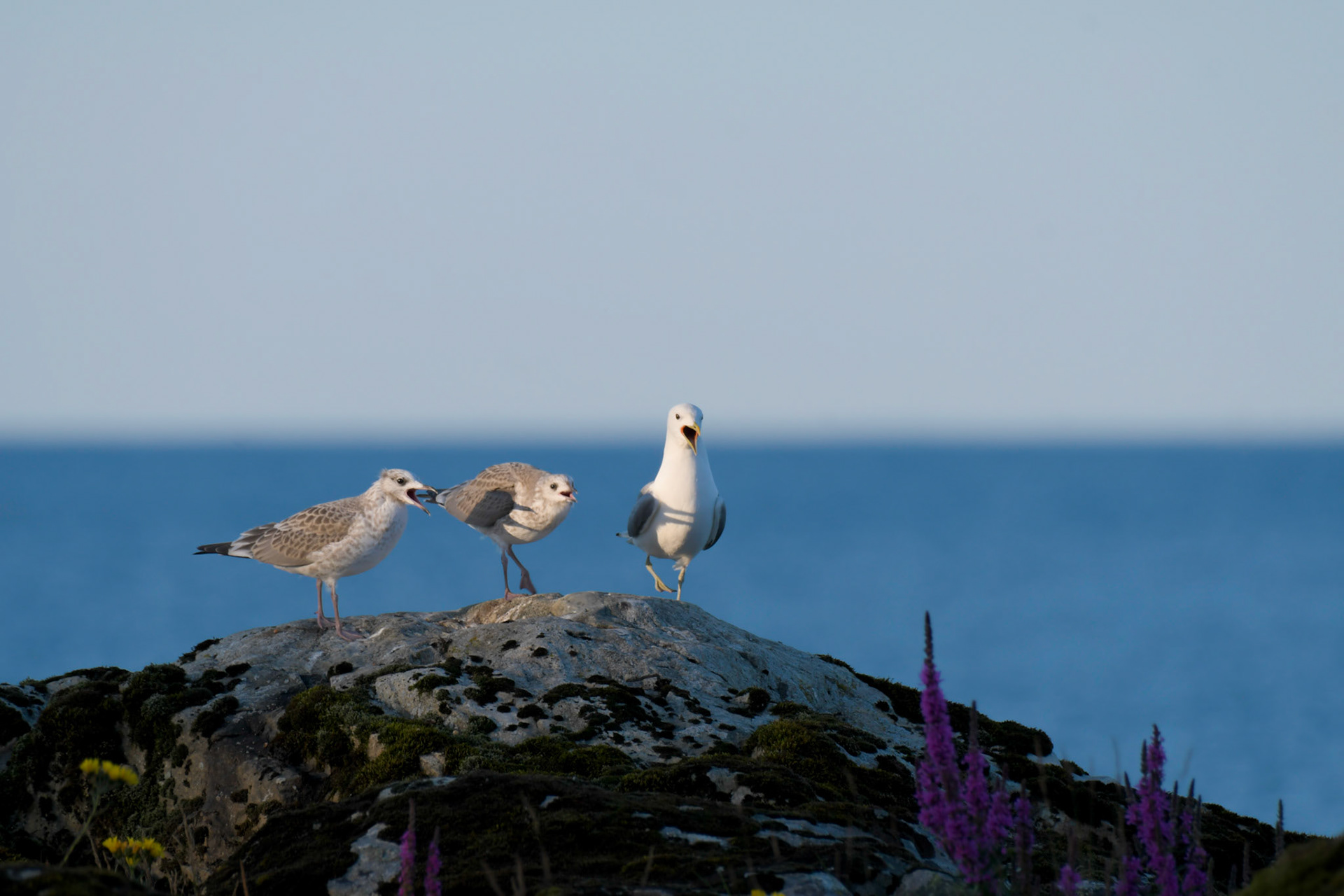 Two hungry Seagull chicks and one of their parents, Sweden