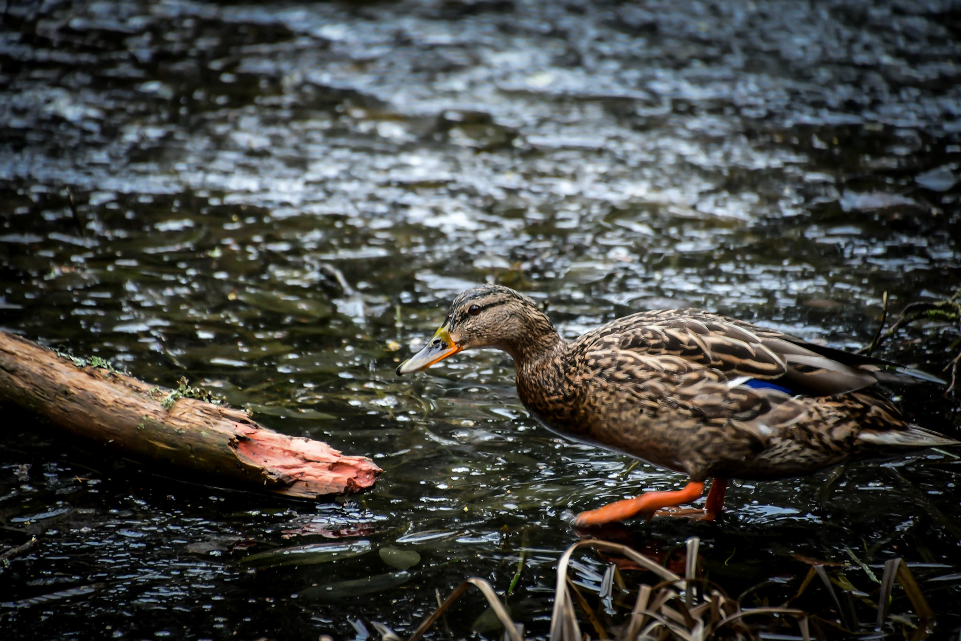 Female Mallard, Sweden