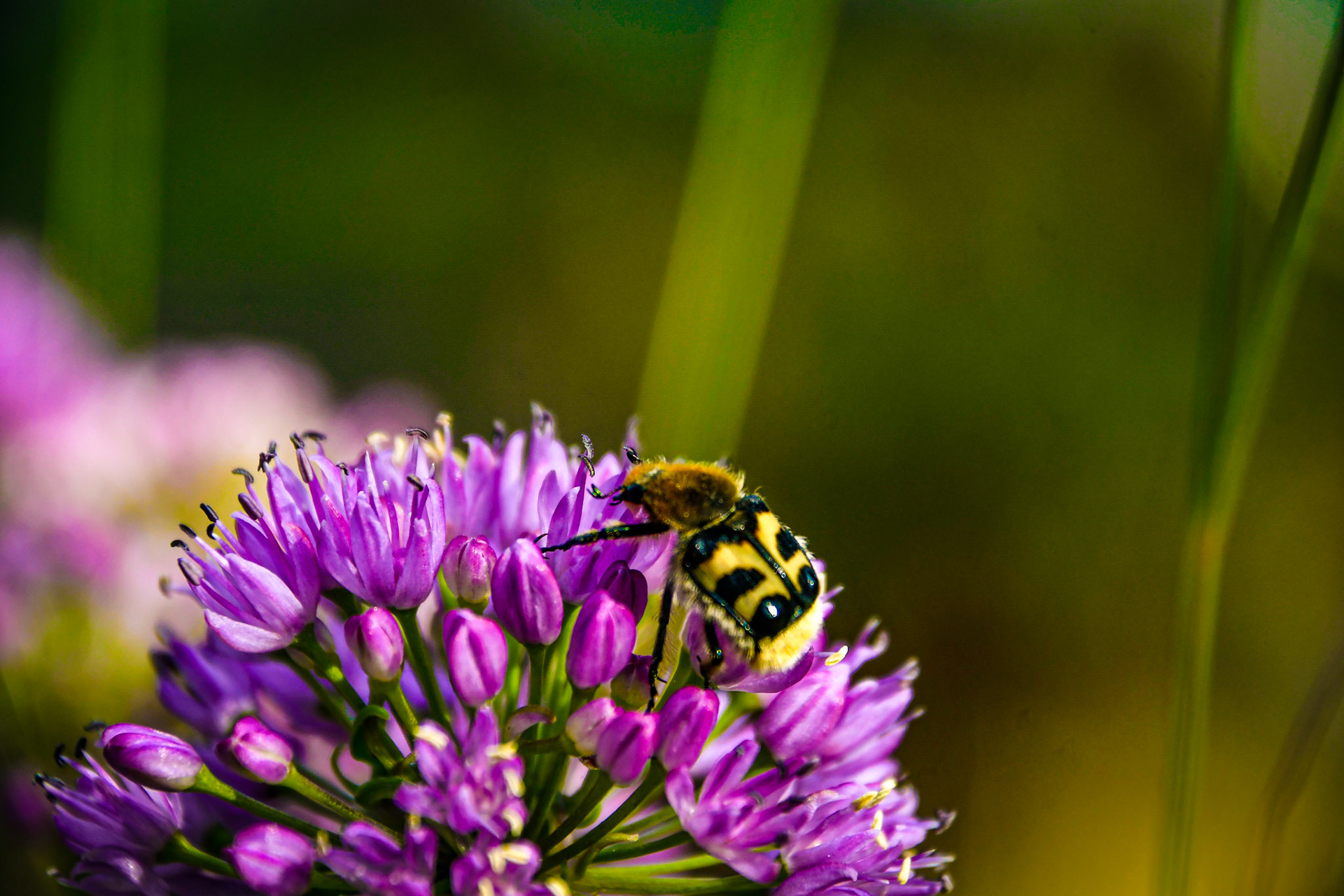 Bee beetle, Sweden