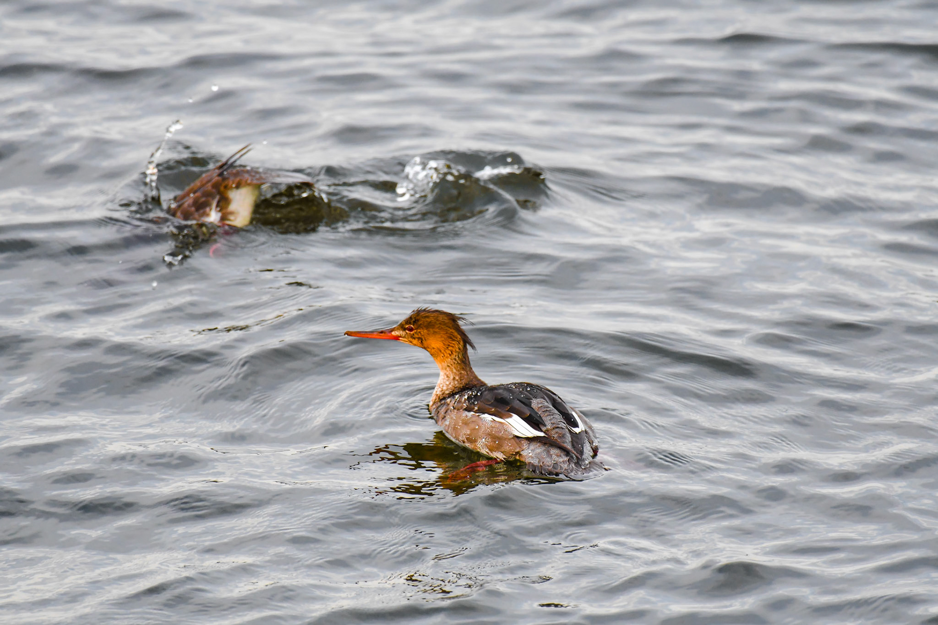 Female Redbreasted Merganser, Sweden