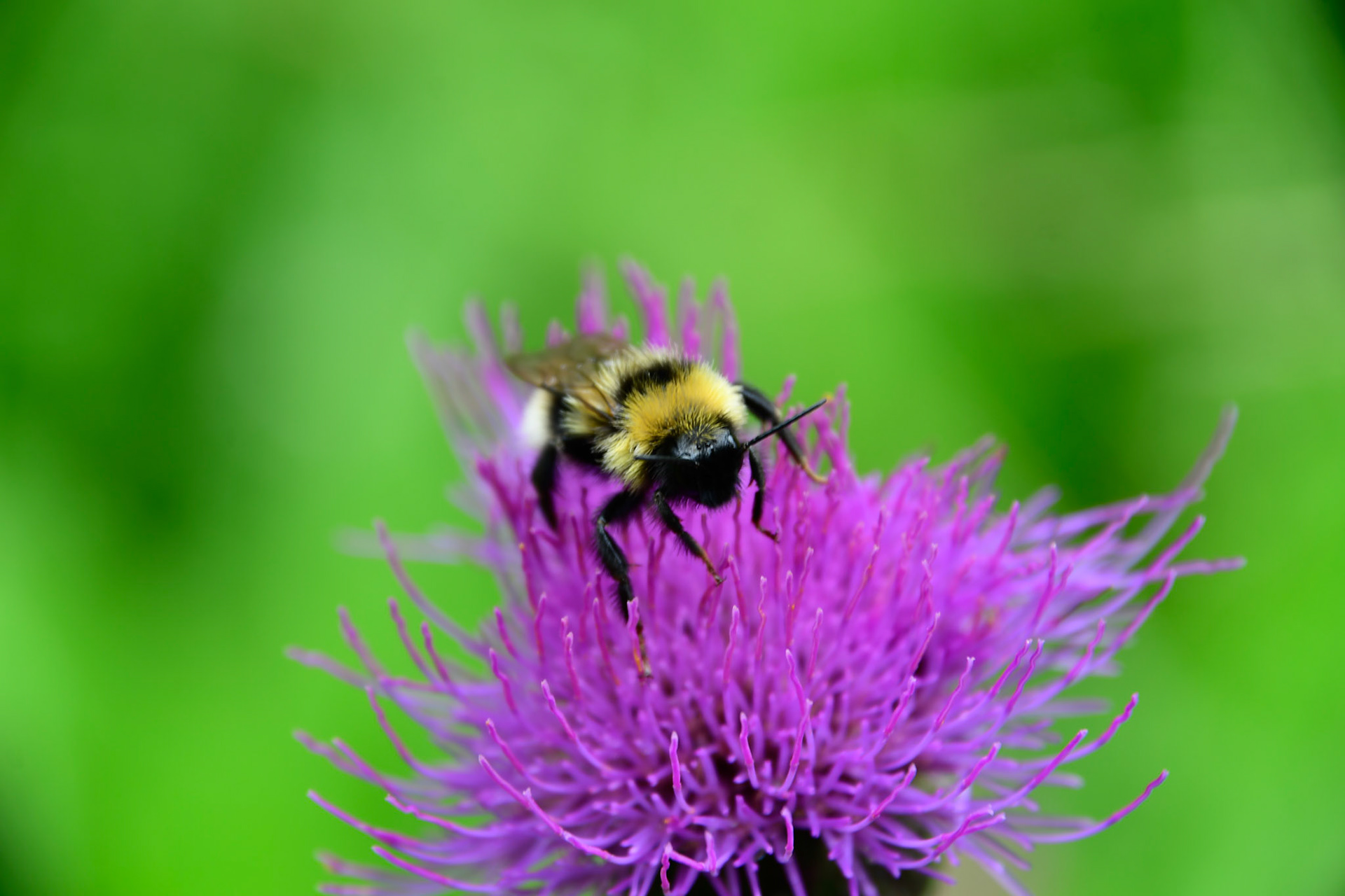 A Garden bumblebee on a flower, Sweden