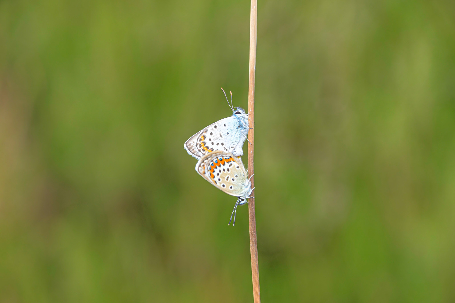 Silver-studded Blues, Sweden
