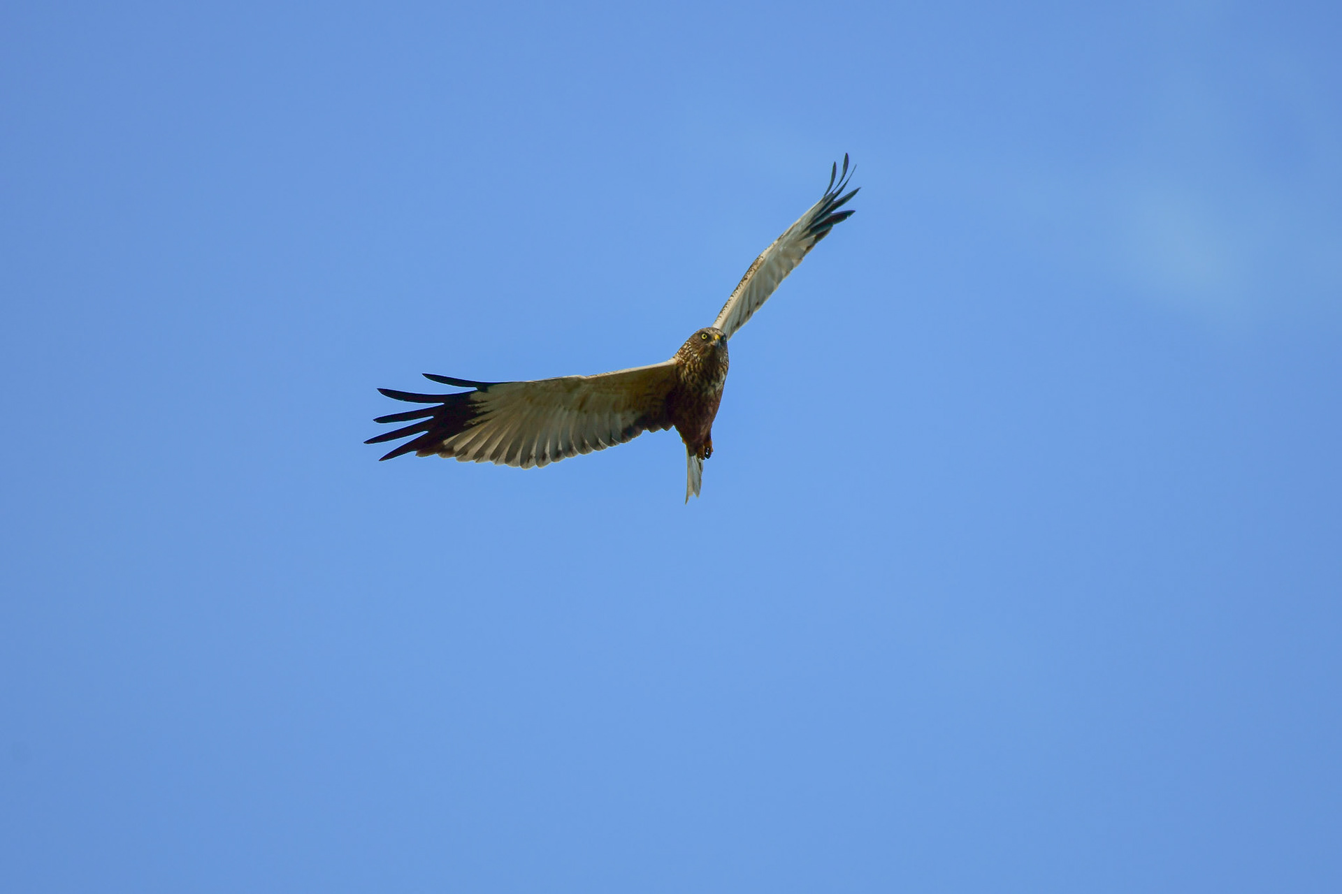 Marsh harrier, Sweden