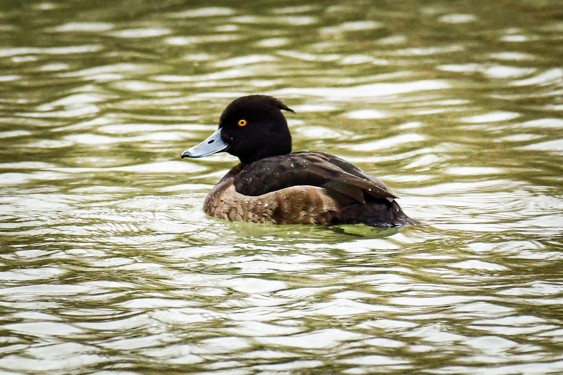Female Tufted duck, Austria