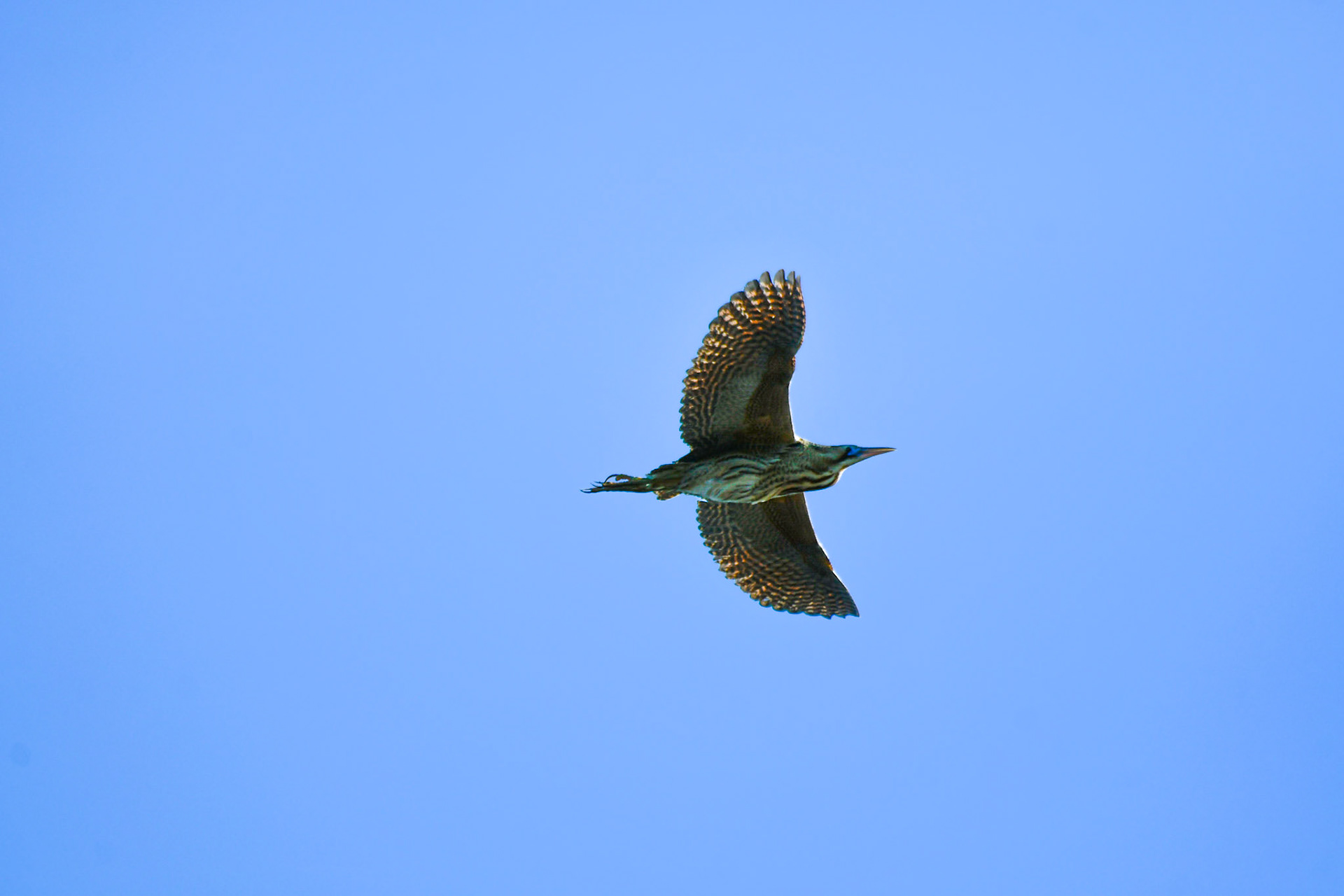 Flying Bittern, Sweden