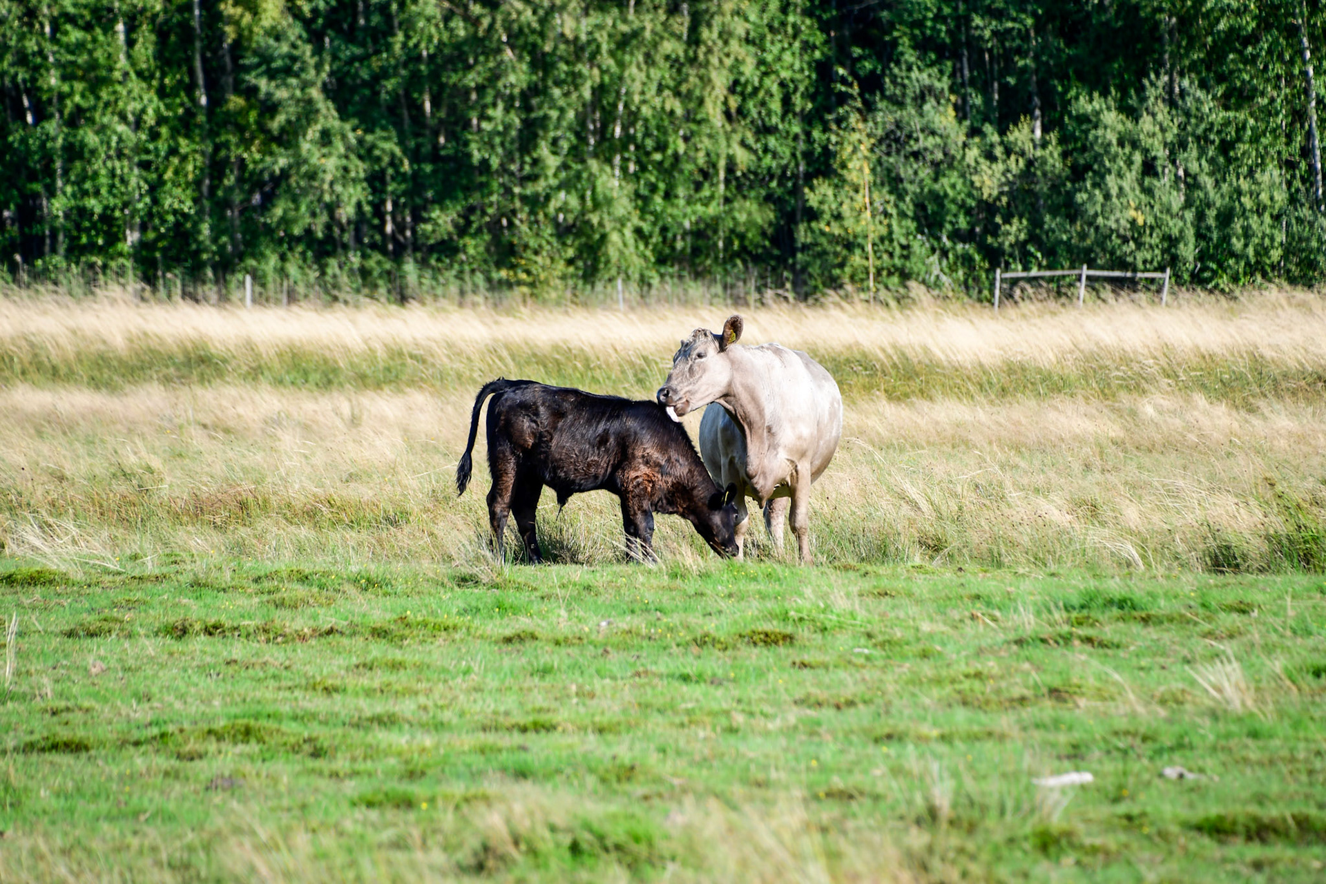 A cow showing TLC to her calf, Sweden