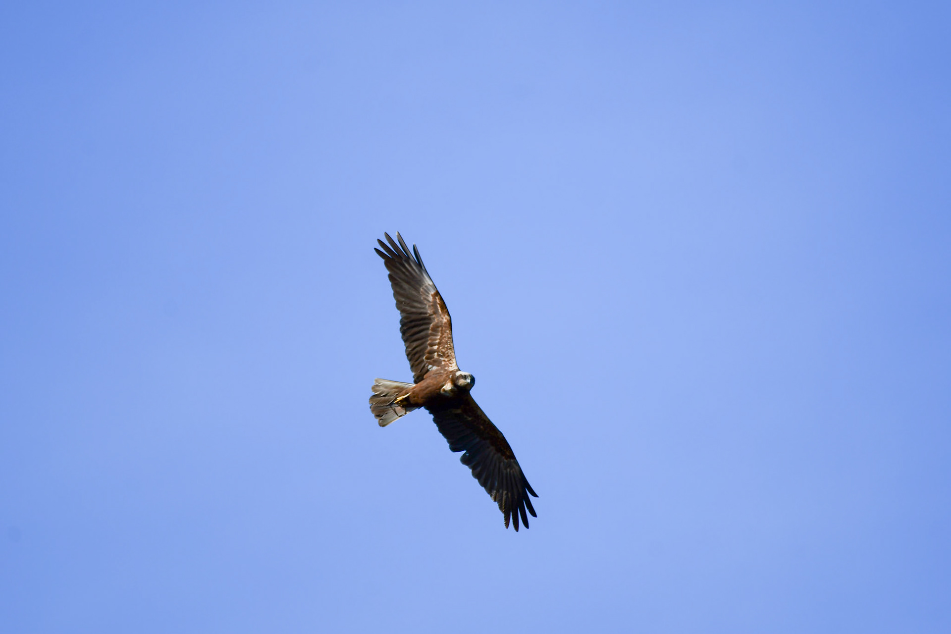 Juvenile Marsh harrier, Sweden