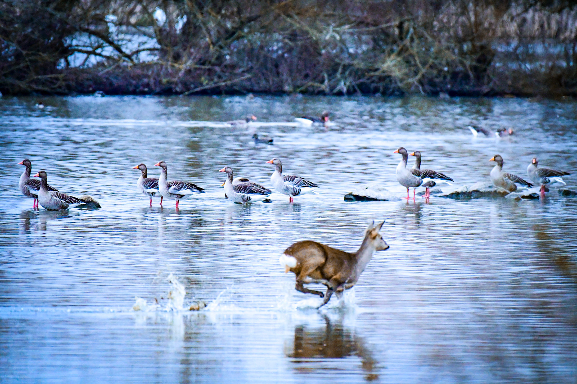 Running deer, Germany