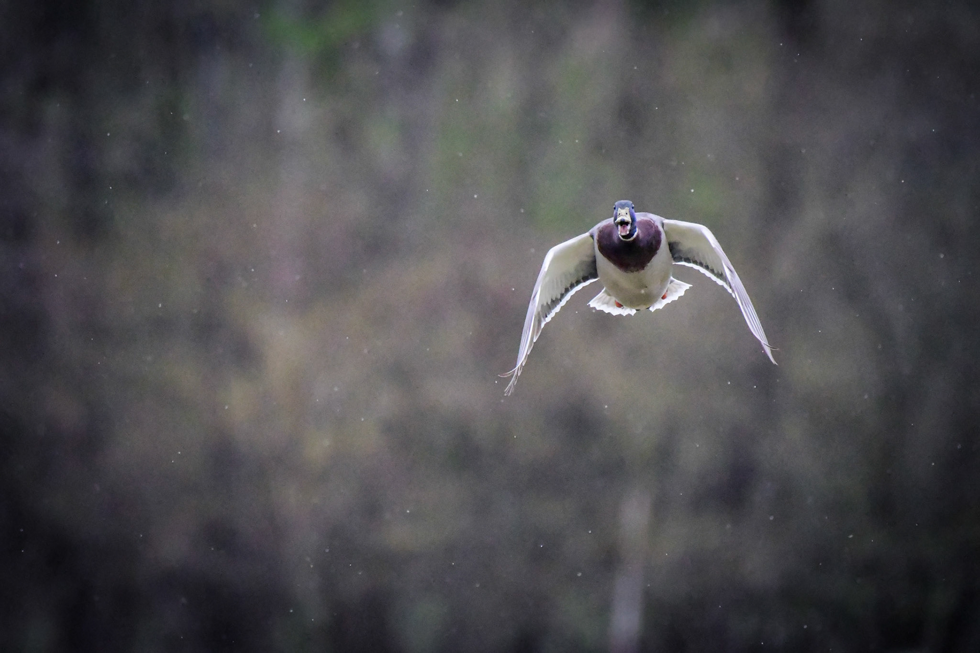 Flying male Mallard, Germany