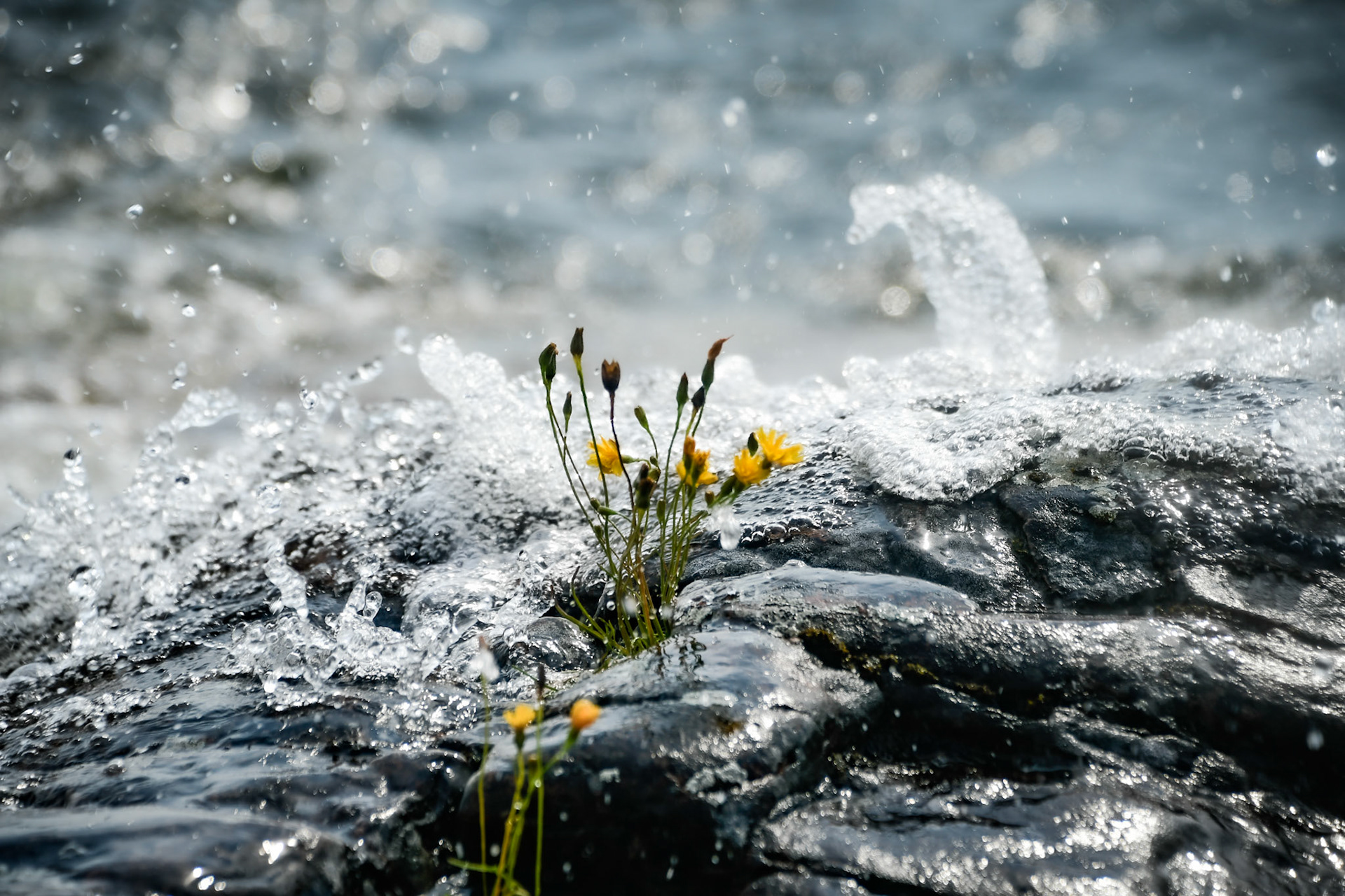 Flowers on a rock, Sweden