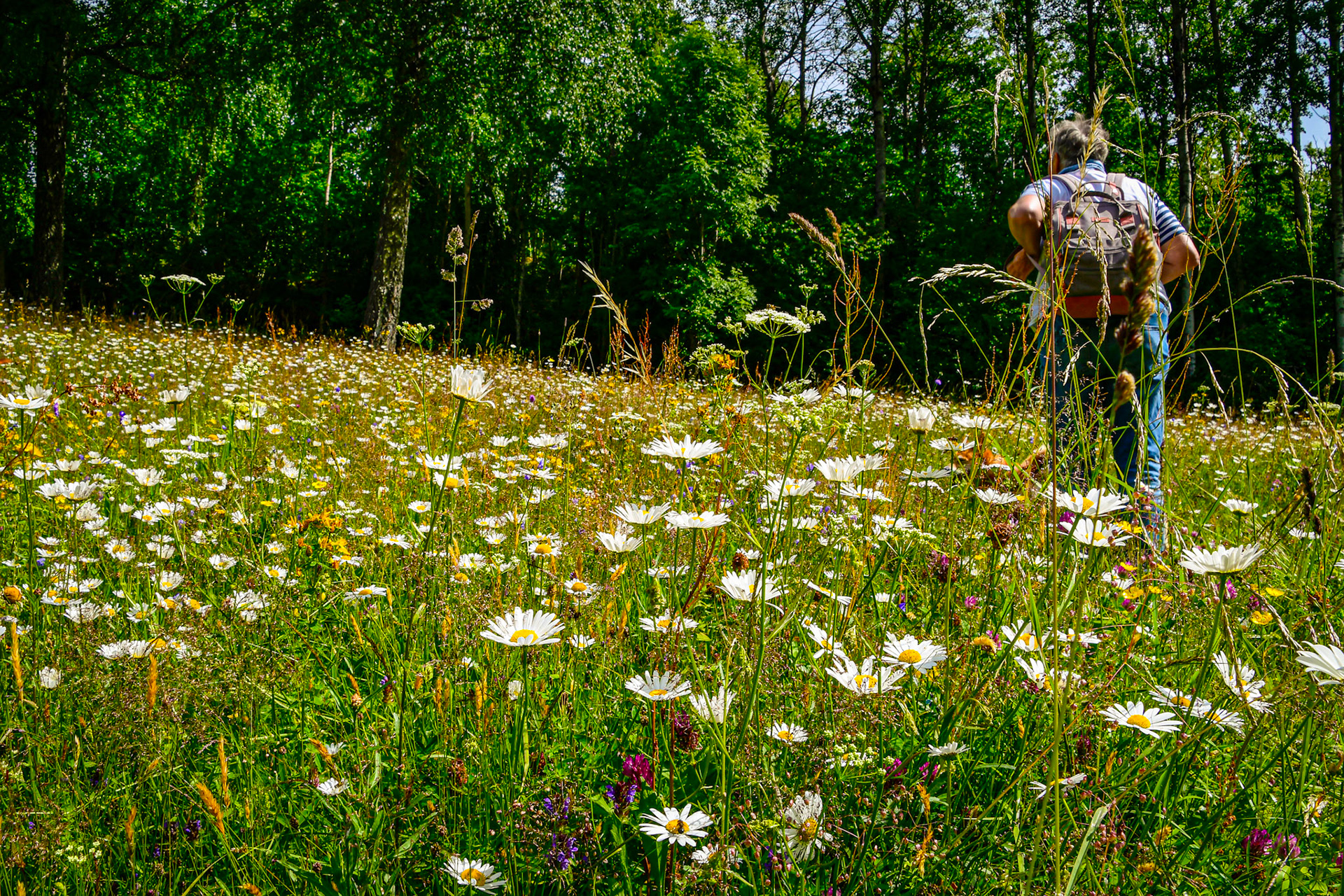 Flower meadow, Dalsland, Sweden