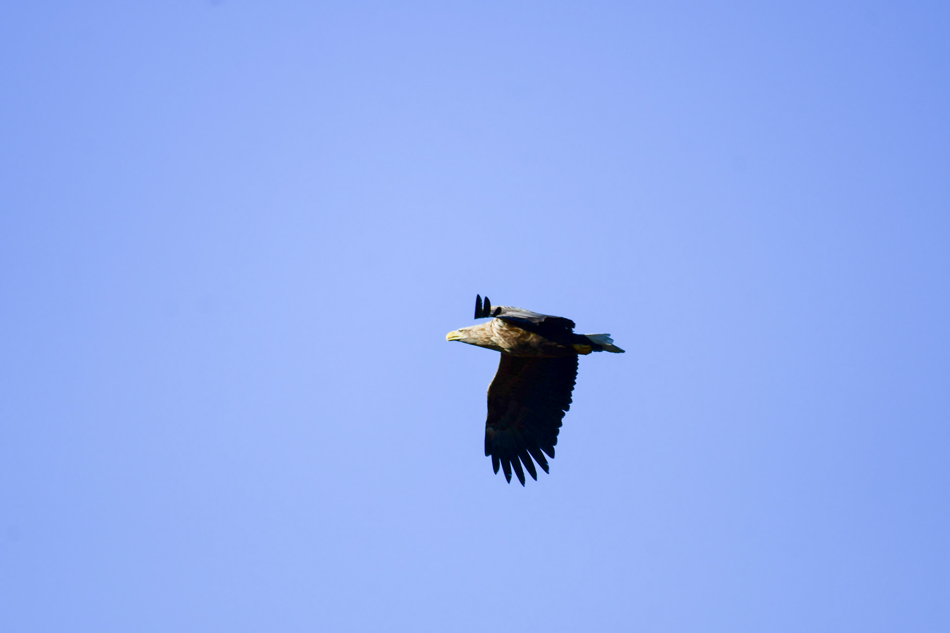 White tailed eagle, Sweden