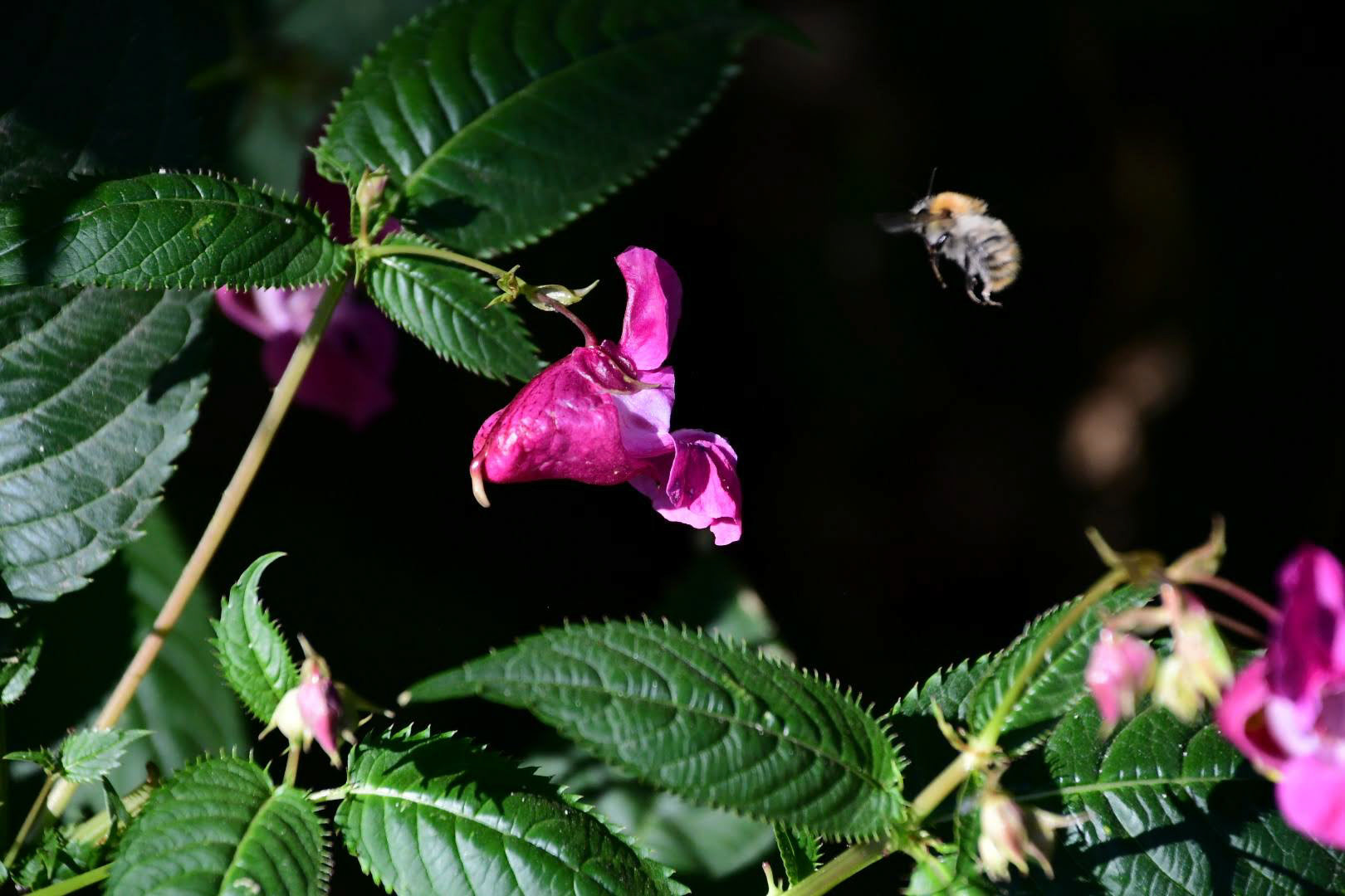  A bumblebee looking for nector, Germany