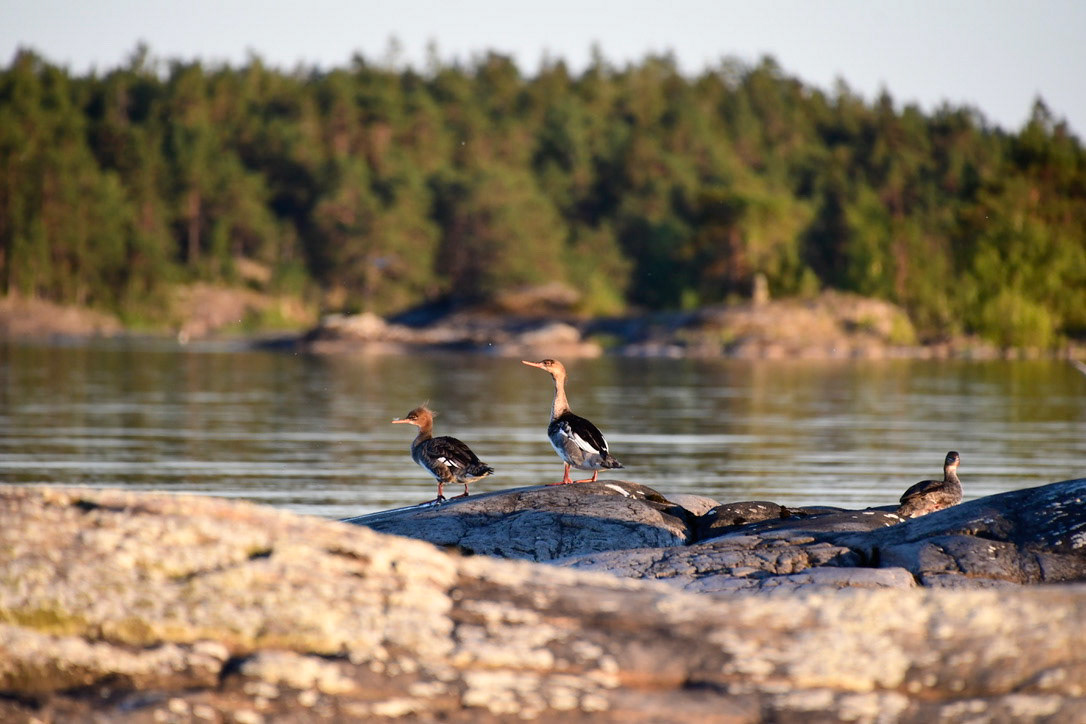 Redbreasted Mergansers enjoying the evening sun, Sweden