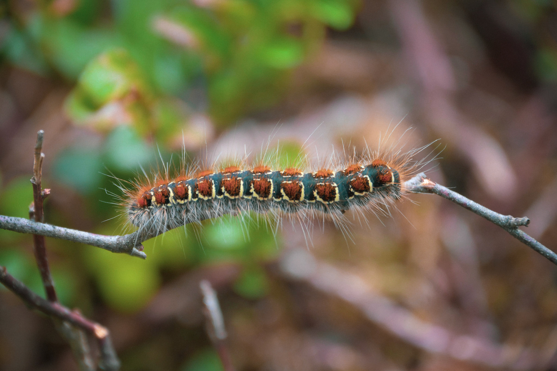 The caterpillar of a Small Eggar, Sweden