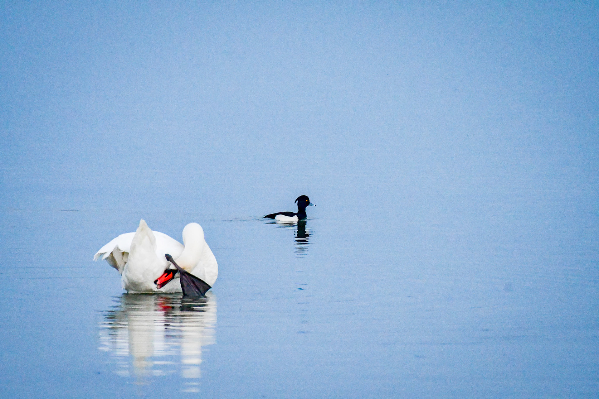 Mute swan and Tufted duck, Germany