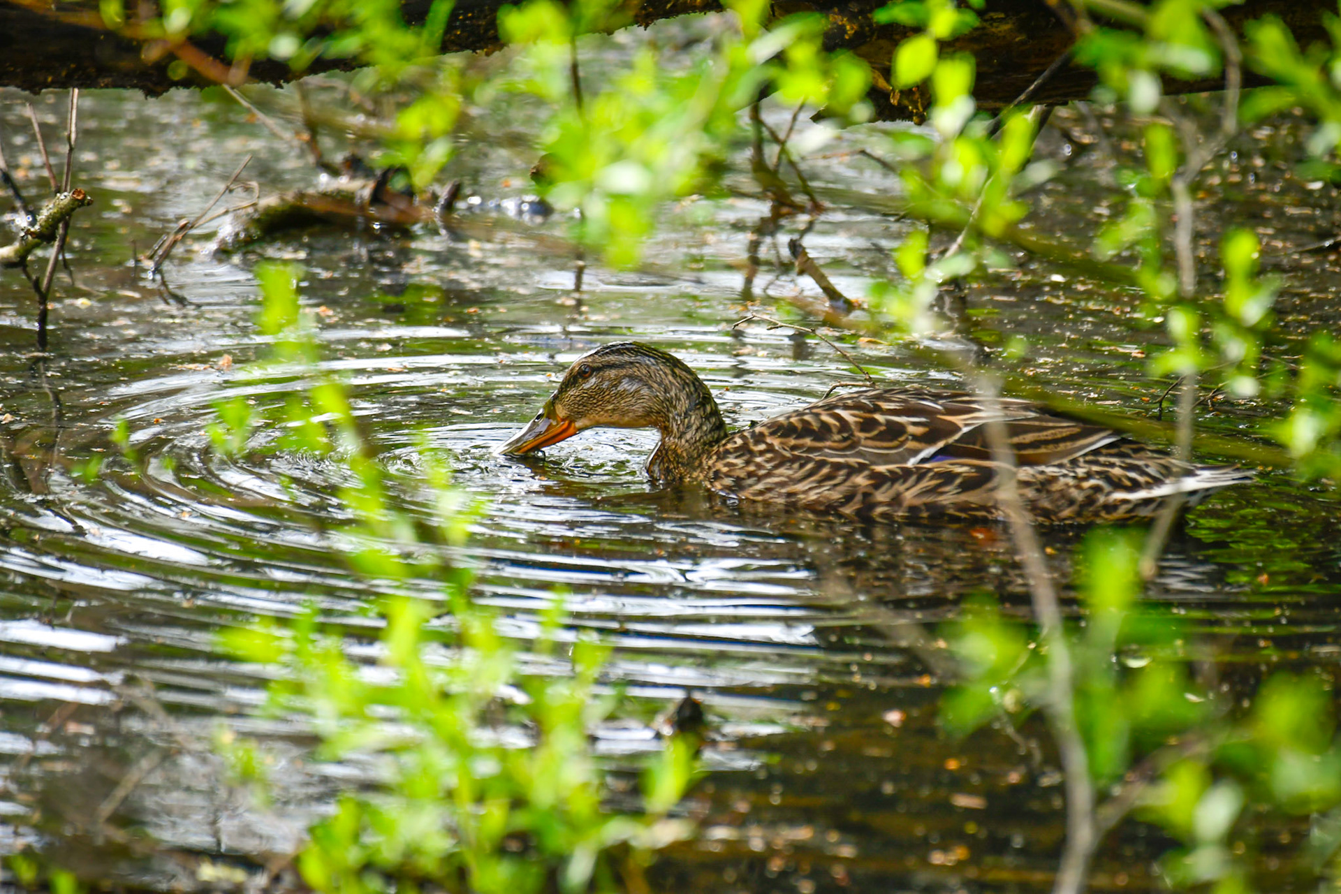 Female Mallard, Sweden