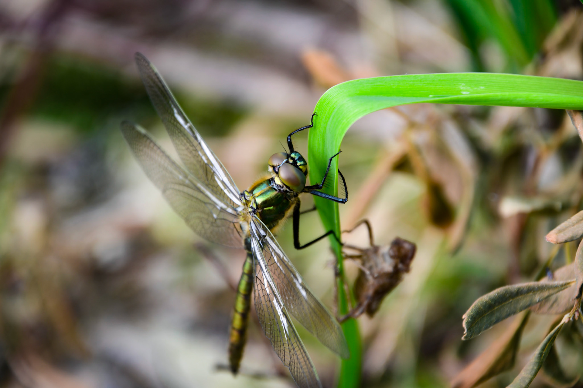 A newly hatched Downy Emerald, Sweden