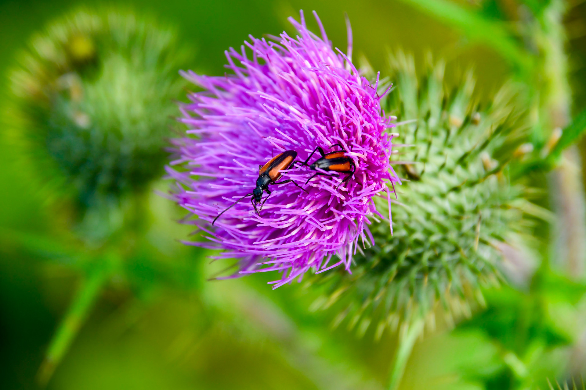 Two Stenurella melanura's on a thistle, Sweden