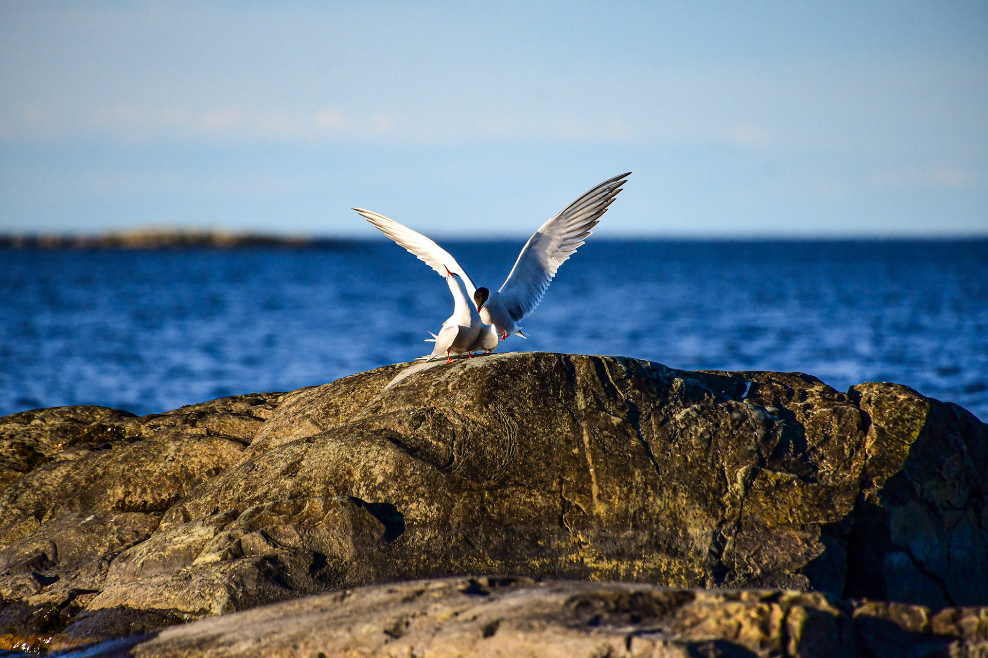 Common tern, Sweden
