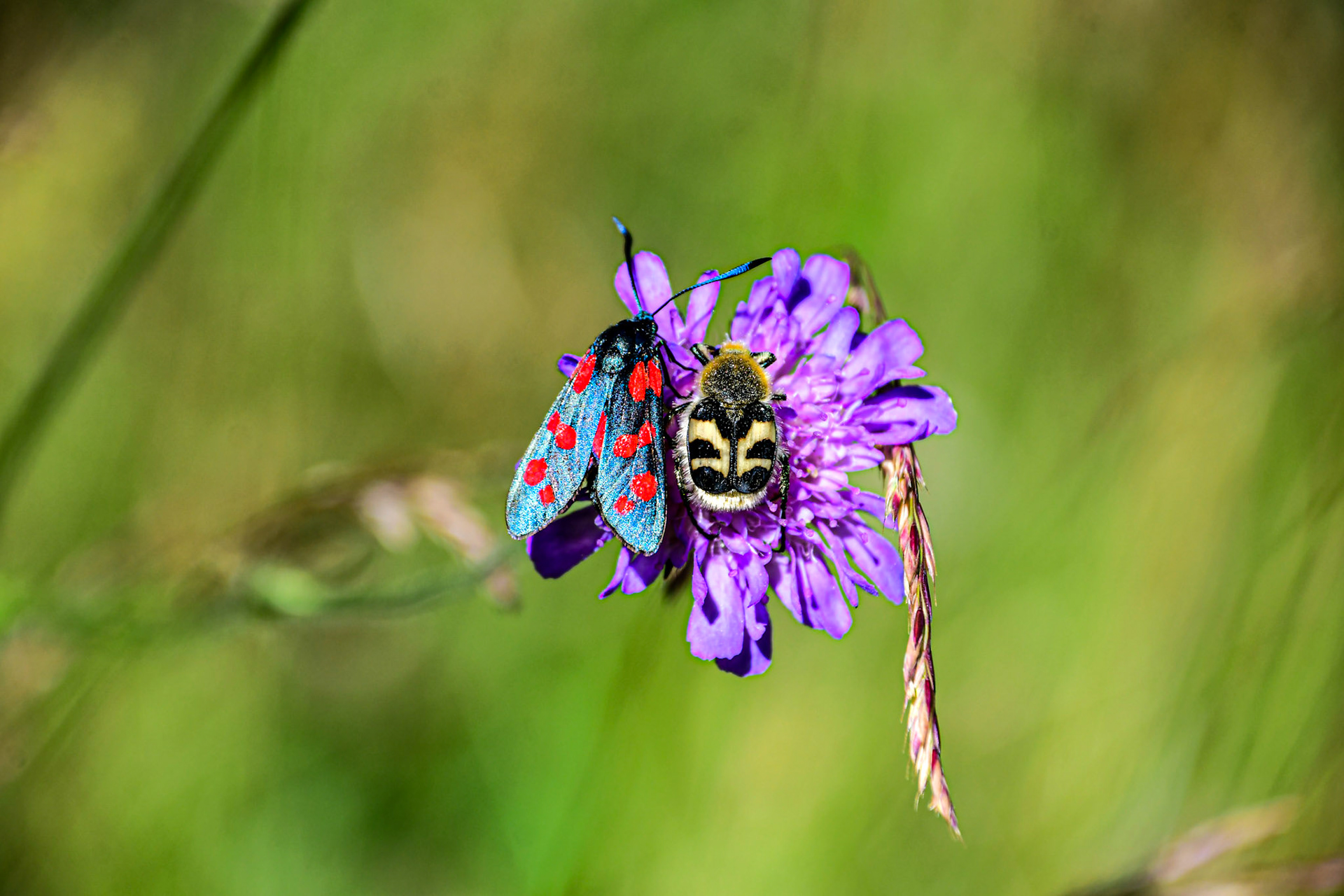 A Six-spot burnet and a Bee beetle sharing a flower
