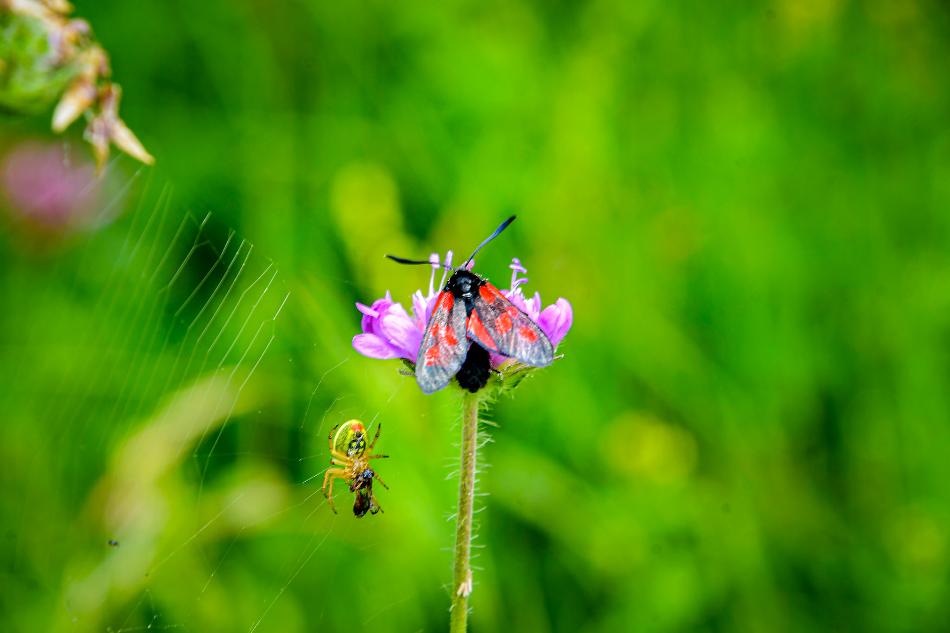 A Six-spot burnet and a spider that caught its prey, Sweden