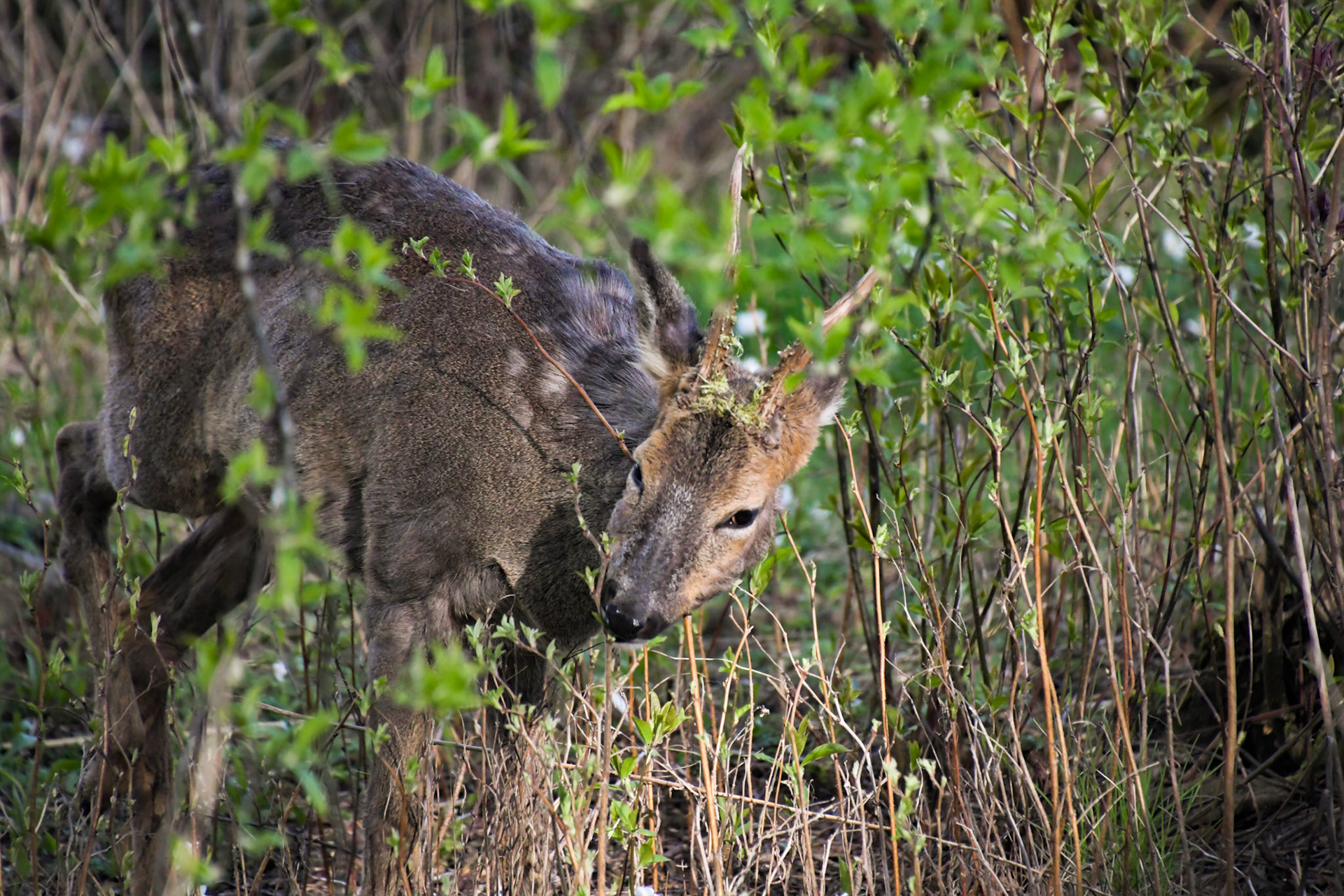Deer enjoying the first spring greens, Sweden