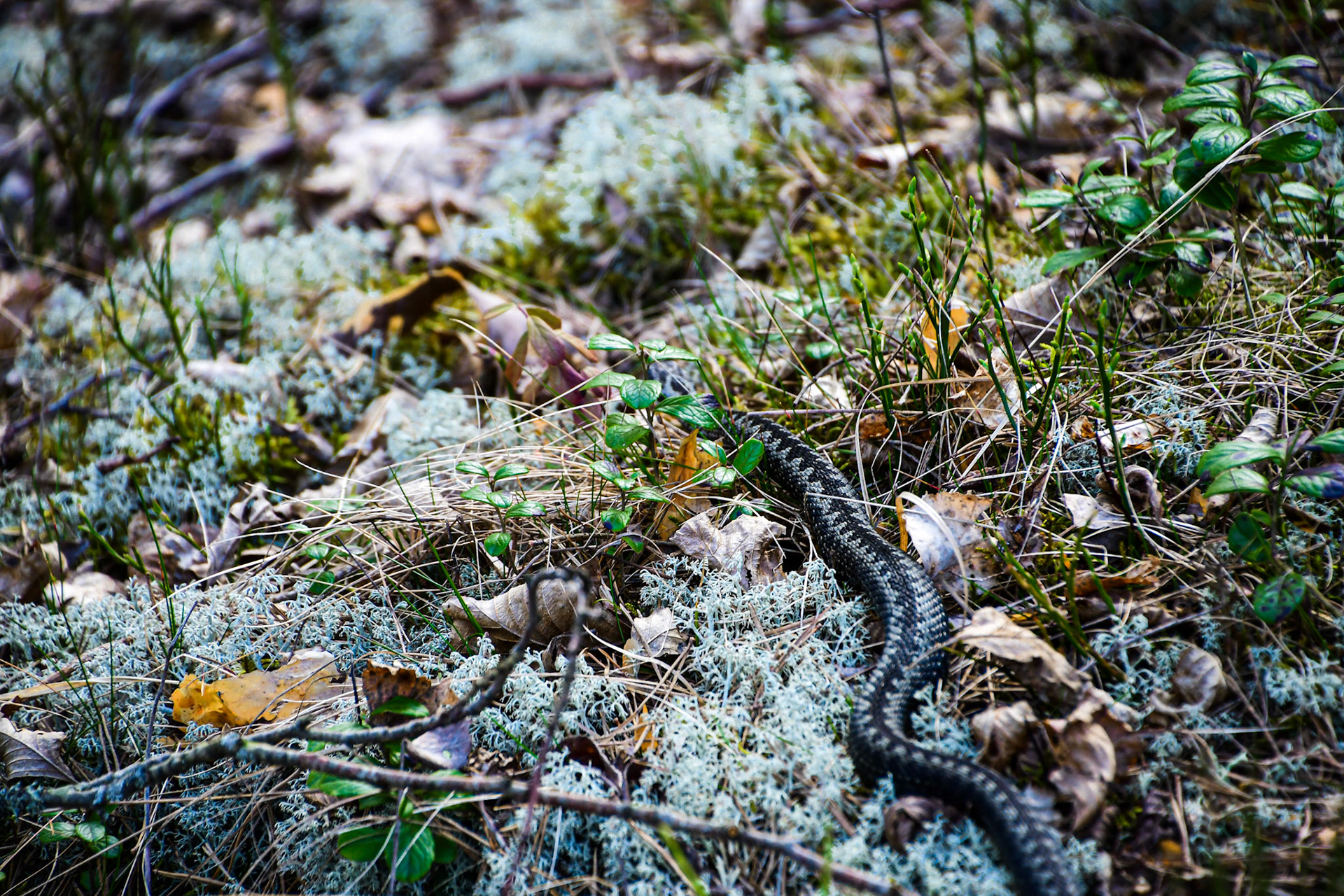 Adder, Sweden