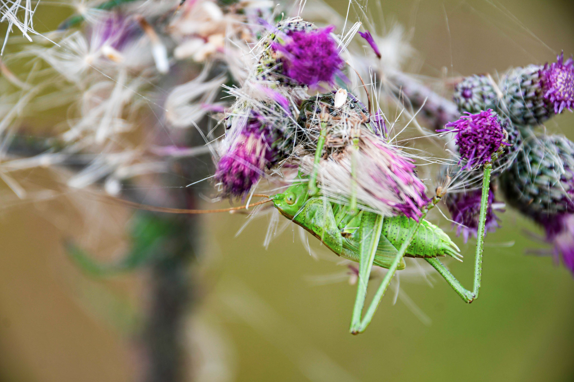 A grasshopper on a thistle, Sweden