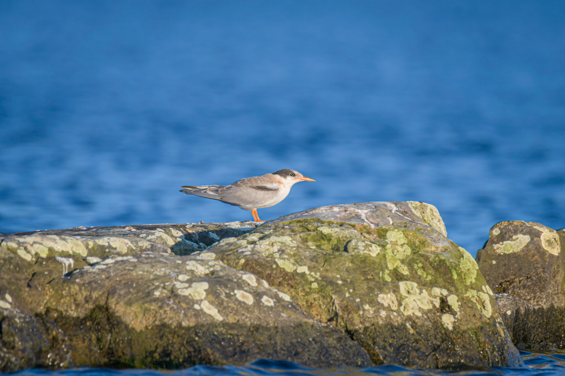 Juvenile Common Tern, Sweden