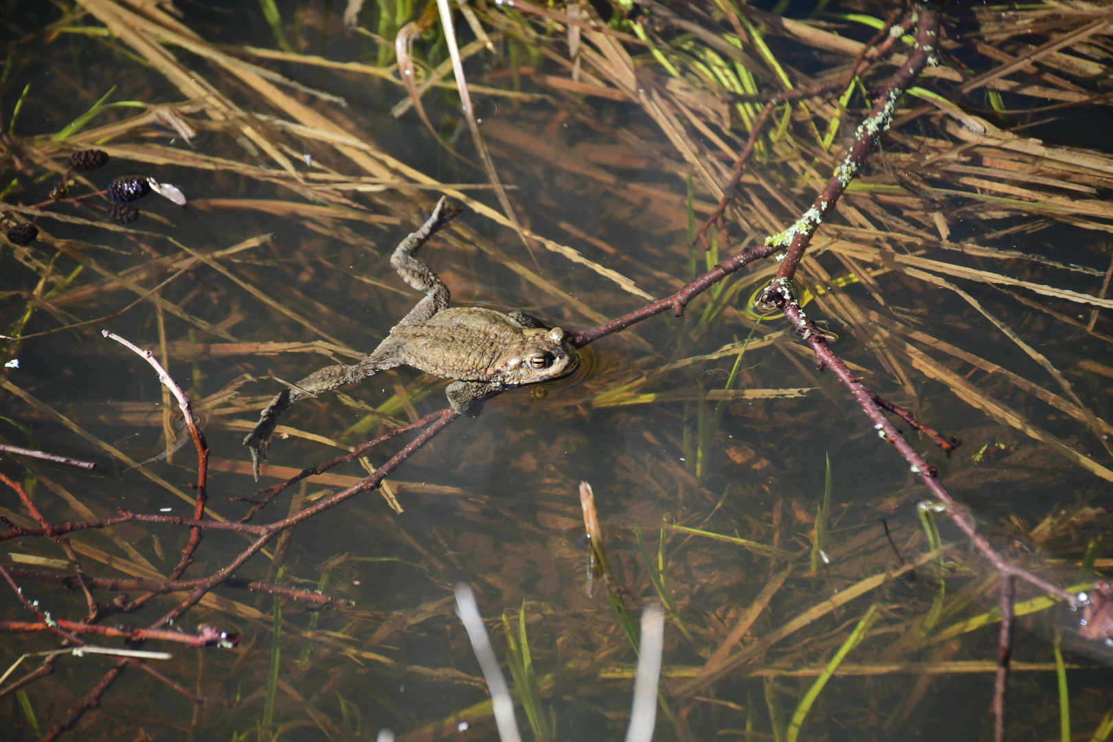 Frog, Sweden