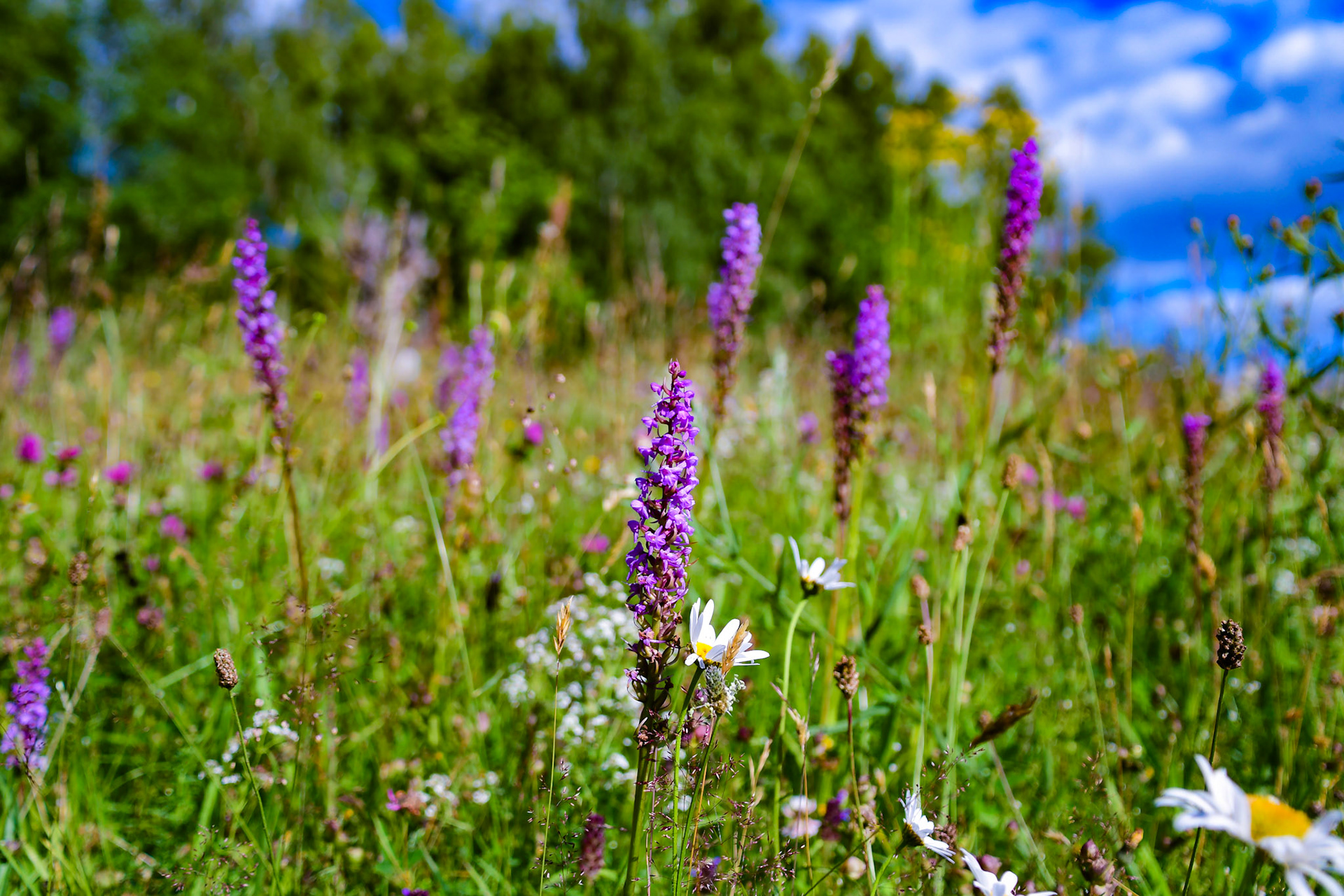 Fragrant orchids (lt. Gymnadenia conopsea), Dalsland, Sweden