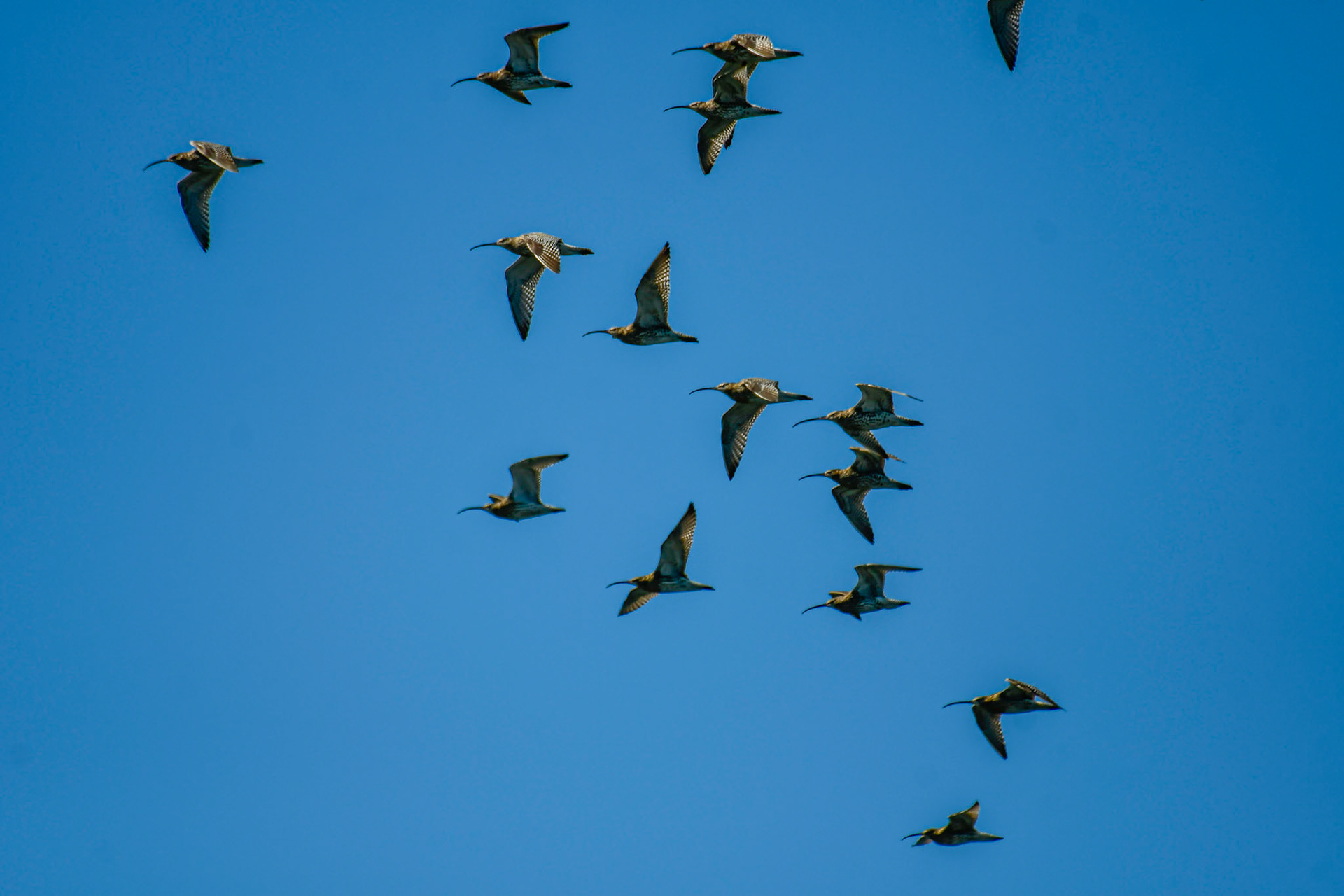 Eurasian curlew flying south to their winter quarters, 1st July, Sweden