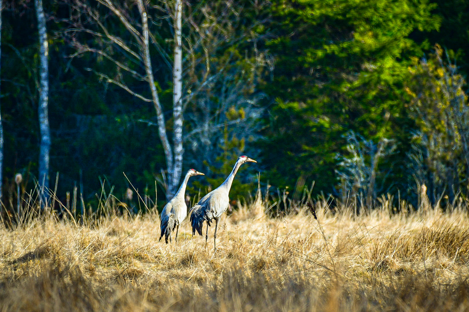 Cranes, Sweden