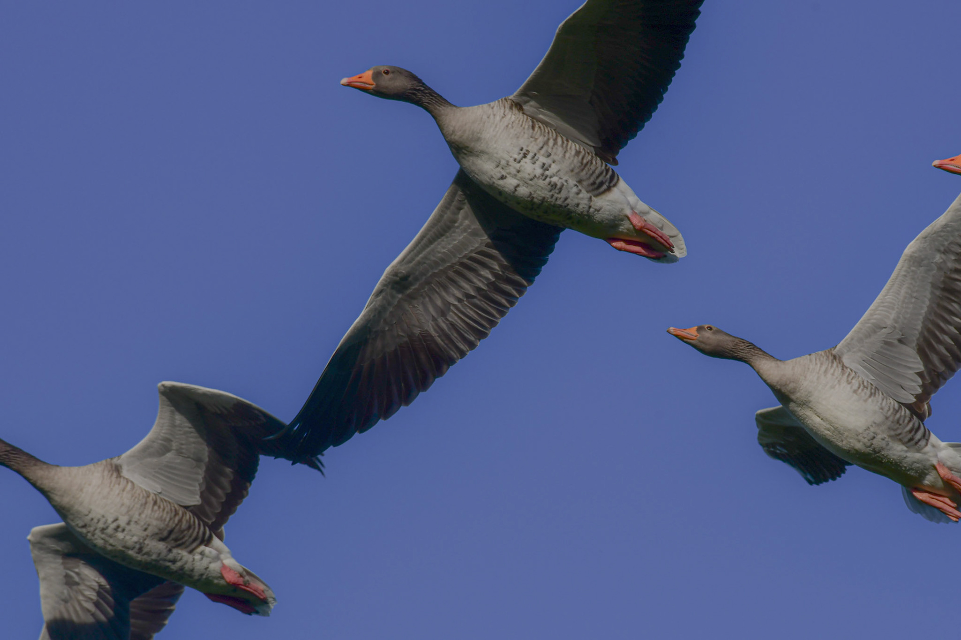 Flying  Greylag geese, Germany