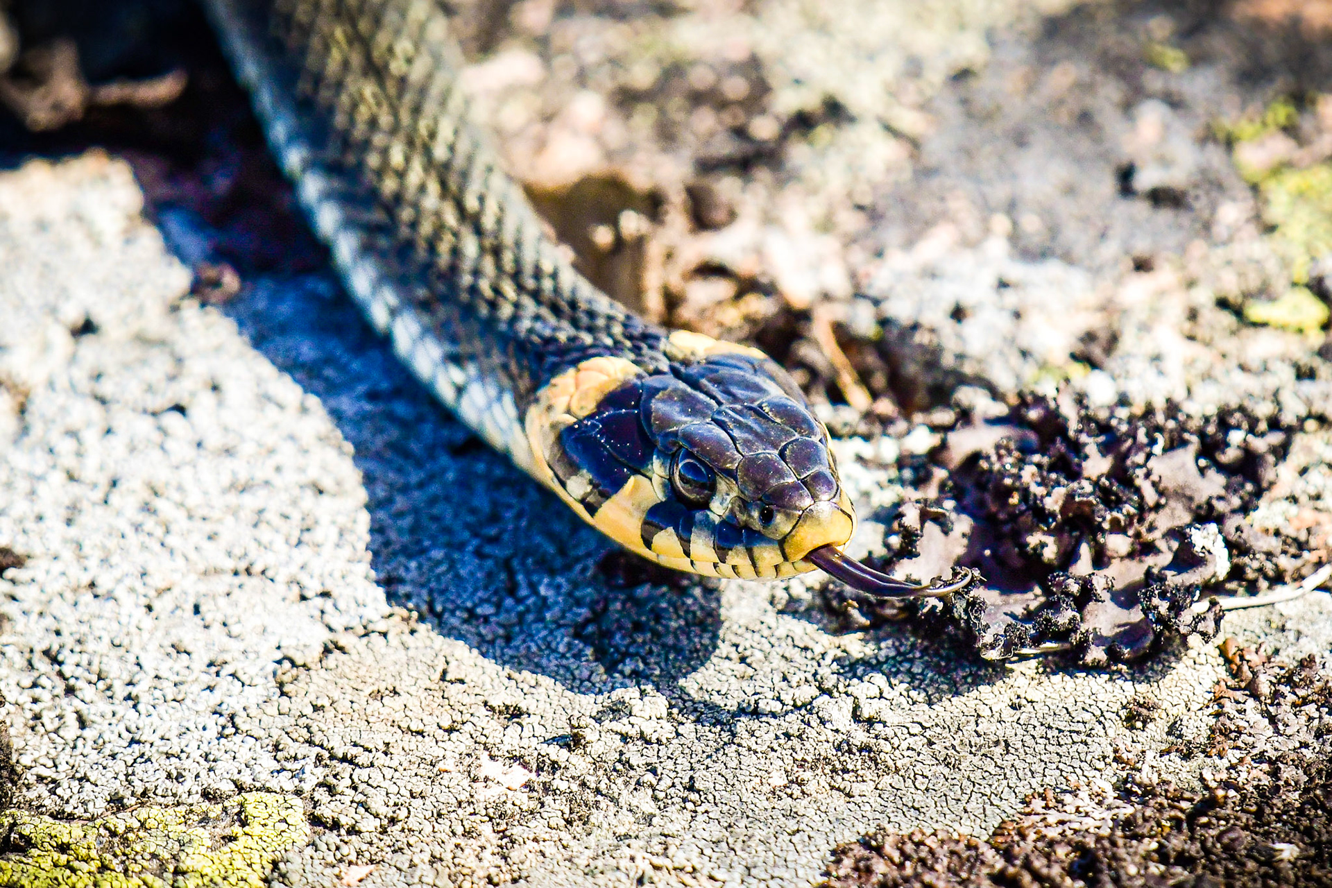 Grass snake, Sweden