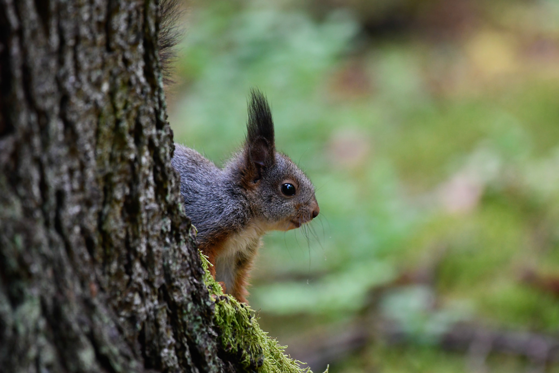 Squirrel, Sweden