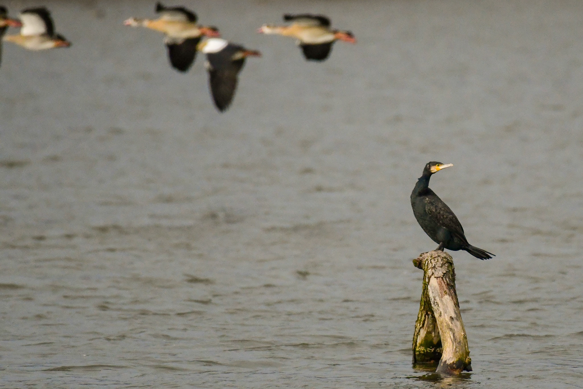 Cormorant, Germany