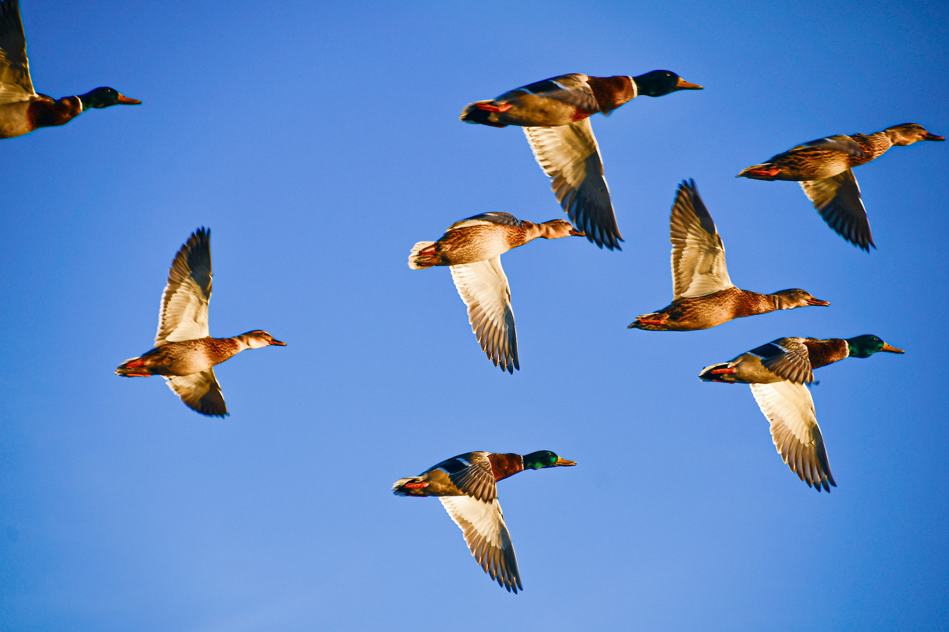 Flying Mallards, Sweden