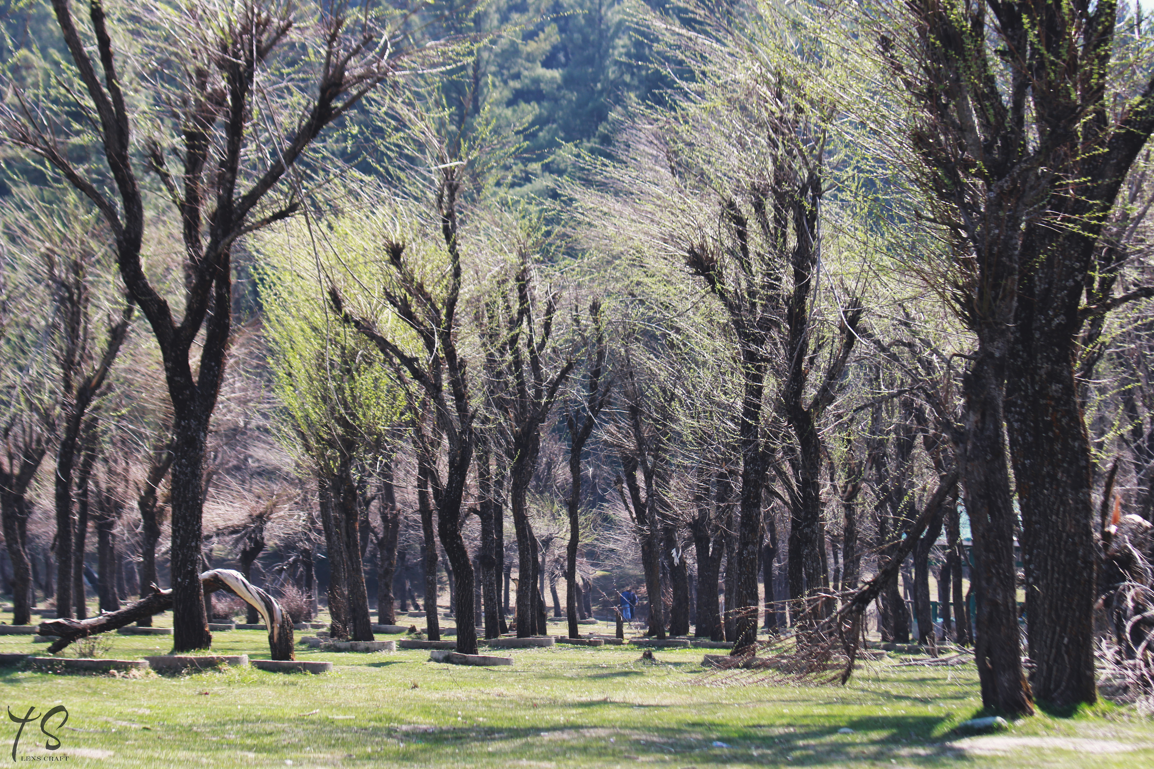 Mountain trees