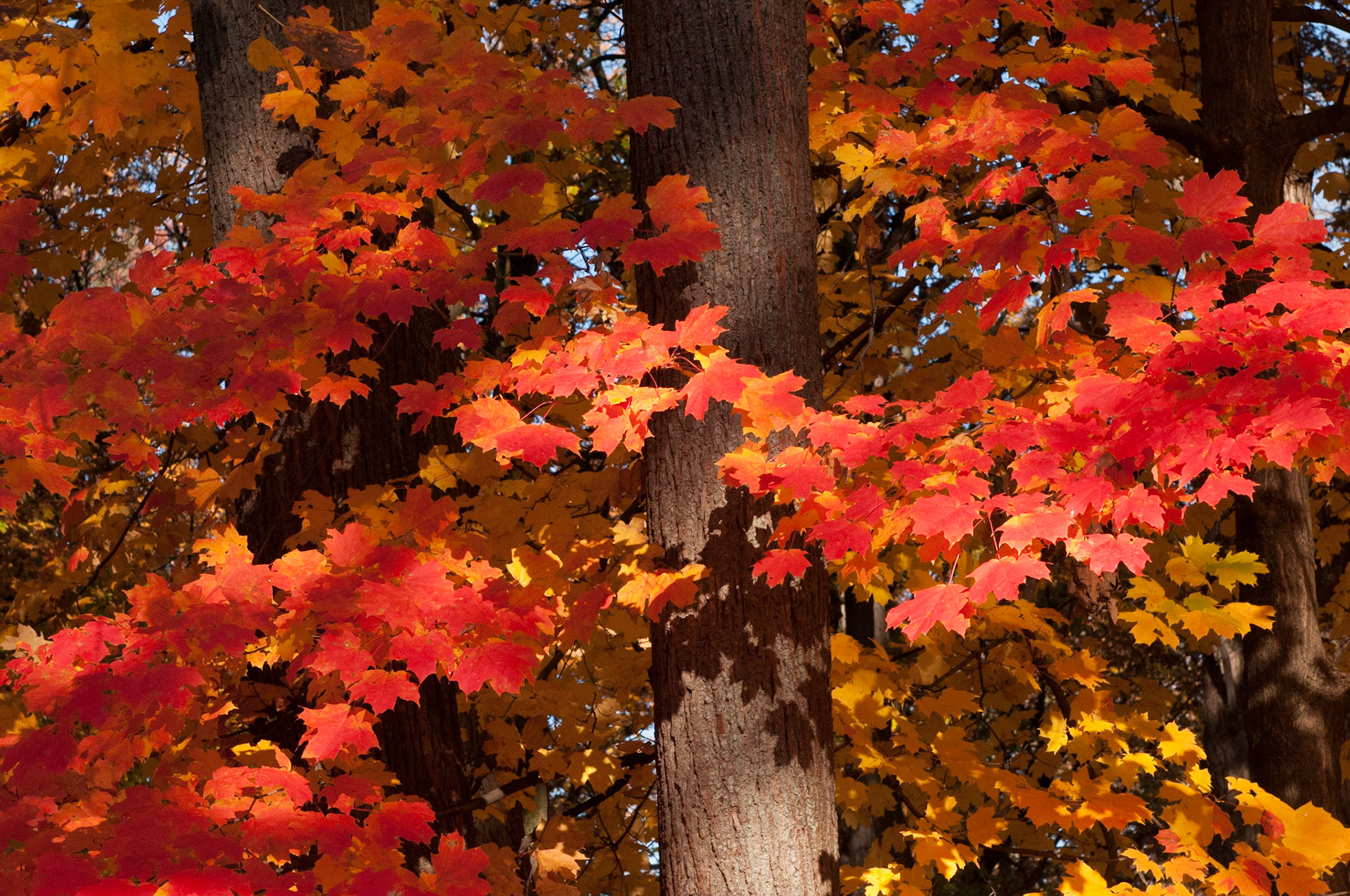 Tree and Red Leaves