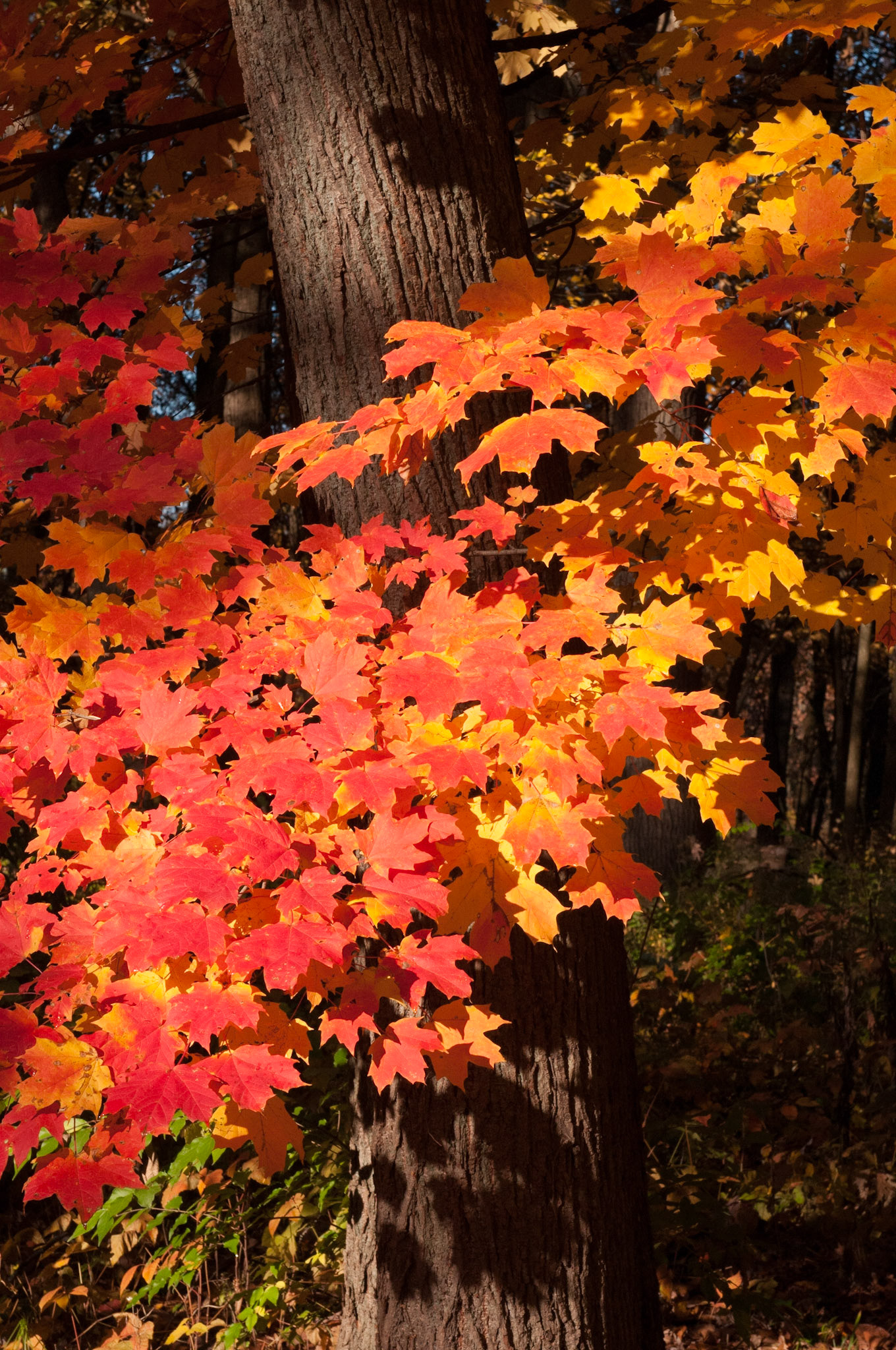 Tree and Red Leaves